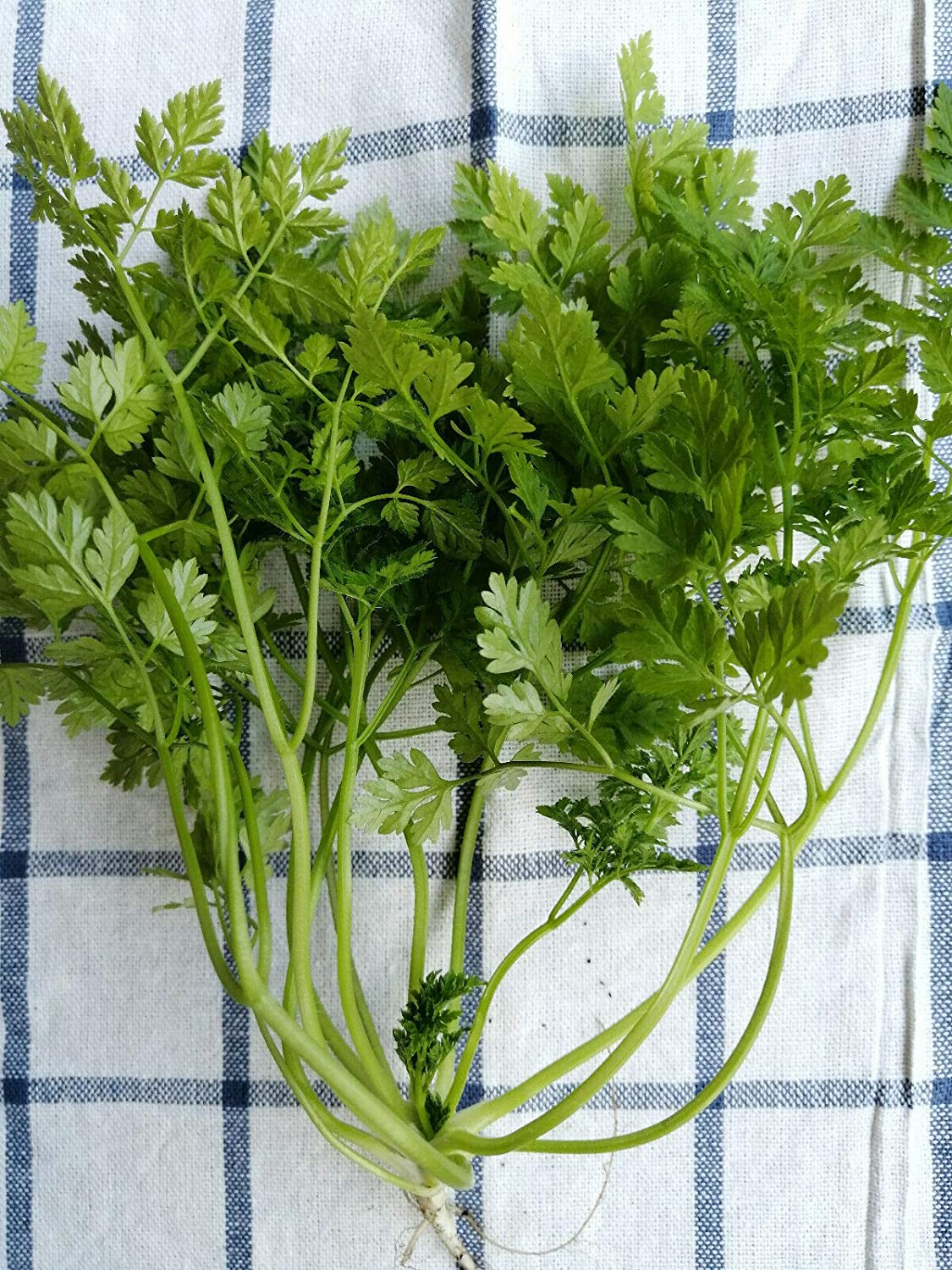 Cerfeuil centuple 500 graines d'herbes - Anthriscus cerefolium Persil français sans OGM