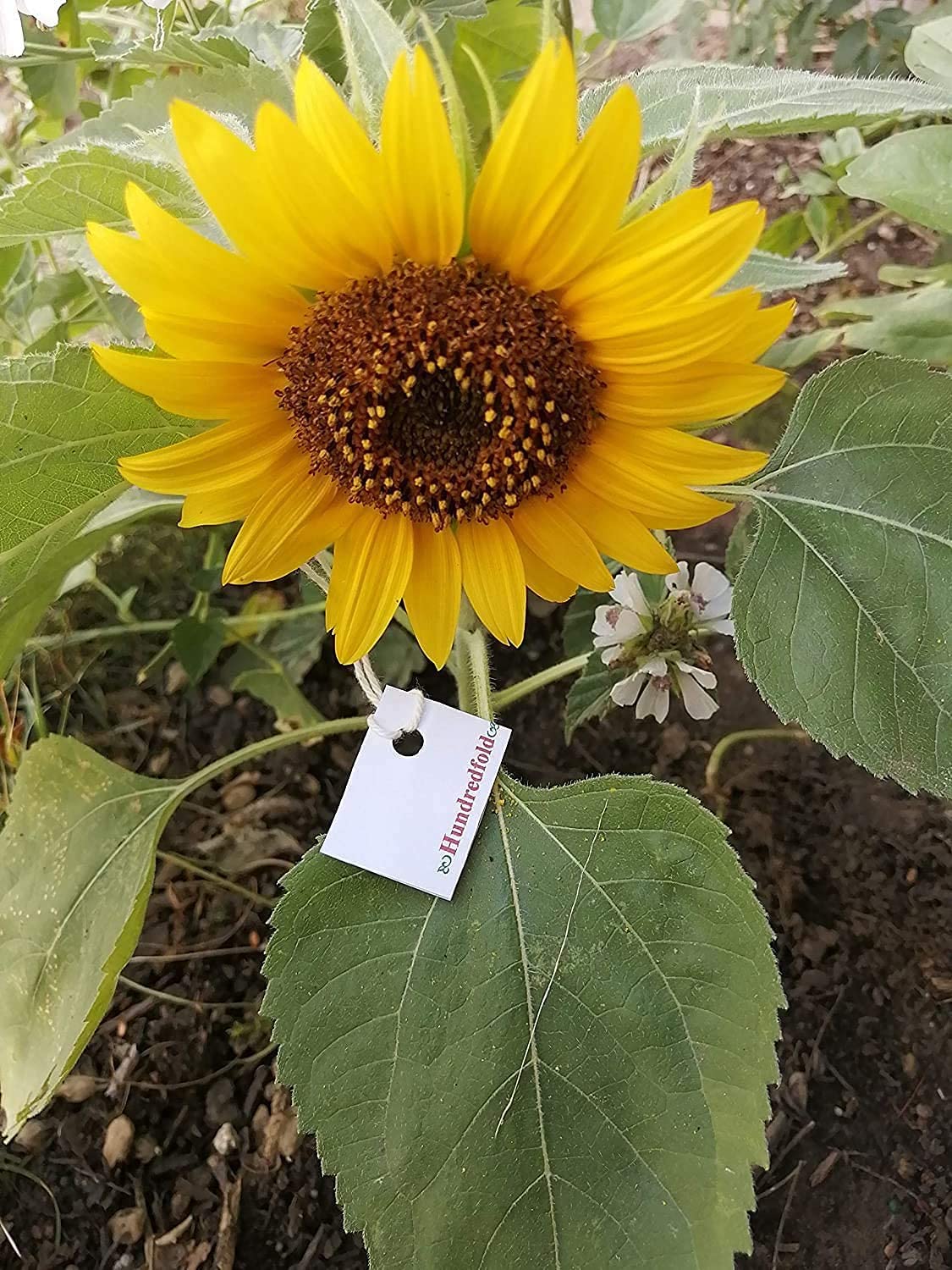 Dwarf Sunflower 25 Seeds for Planting - Helianthus annuus Single-stem, Mini Sunflower, Cute Garden Flower, Non-GMO, Container, Patio & Yard