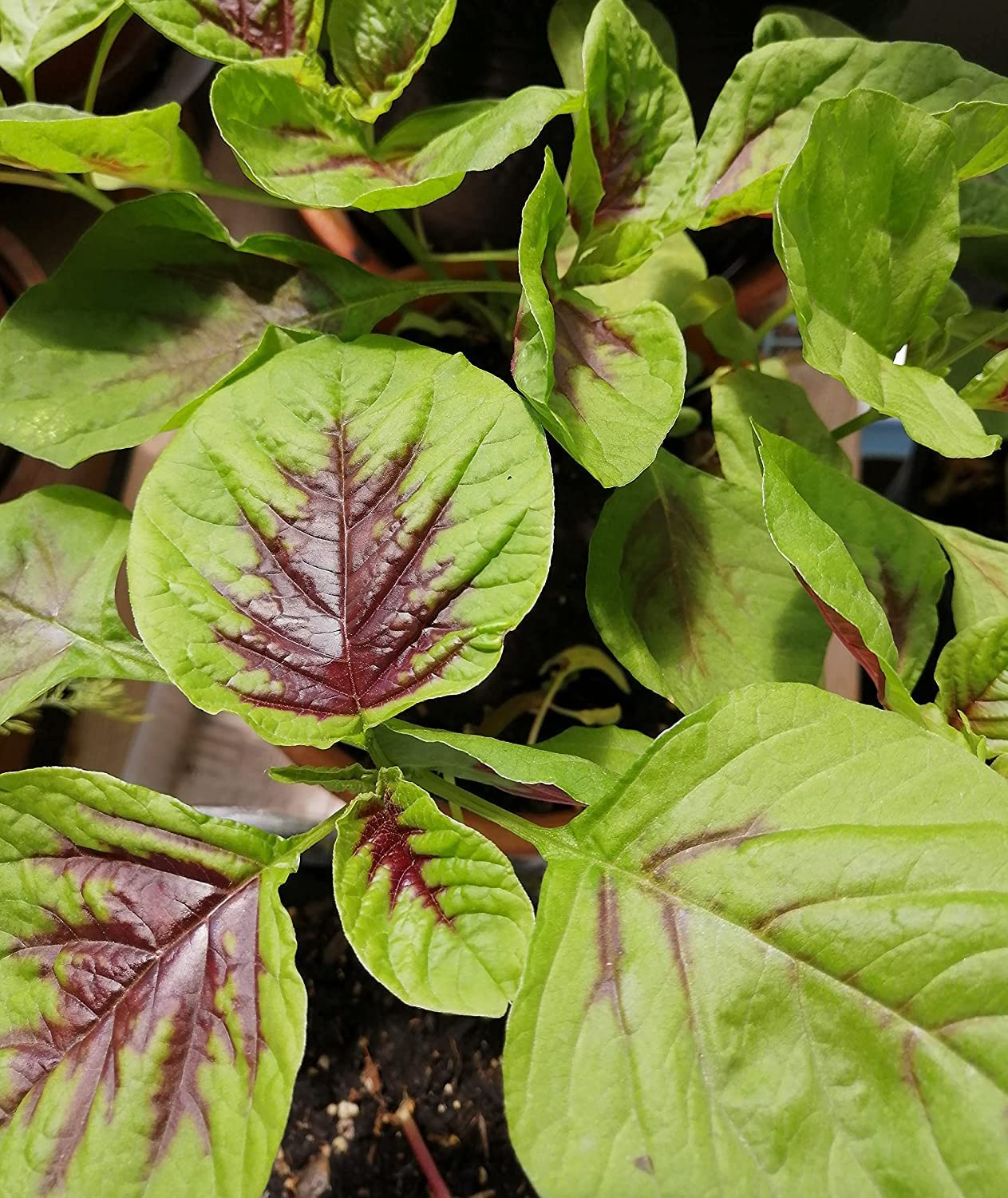 Amarante rouge et verte (feuilles rouges) 1000 graines de légumes - Amaranthus Tricolor Calaloo, Yin Choi, Xian CAI ou épinard chinois, salade verte tendre, héritage sans OGM