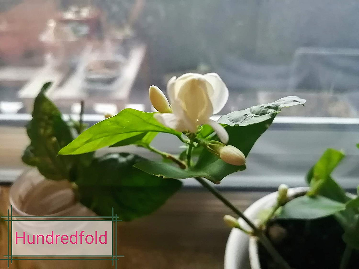 Hundredfold Jasmine Plant 1 Small Cutting - Jasminum sambac Maid of Orleans, Tea Jasmine, Bare Root Live Plant Indoor House Plant Houseplant, Producing Fragrant Flowers, Ontario Grown