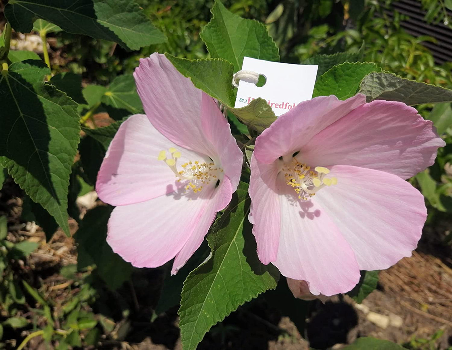 Hundredfold 10 Swamp Rose Mallow Flower Seeds - Hibiscus moscheutos Rosemallow, Marshmallow Hibiscus, Ontario Native Wild Flower Perfect for Cottage & Rain Garden