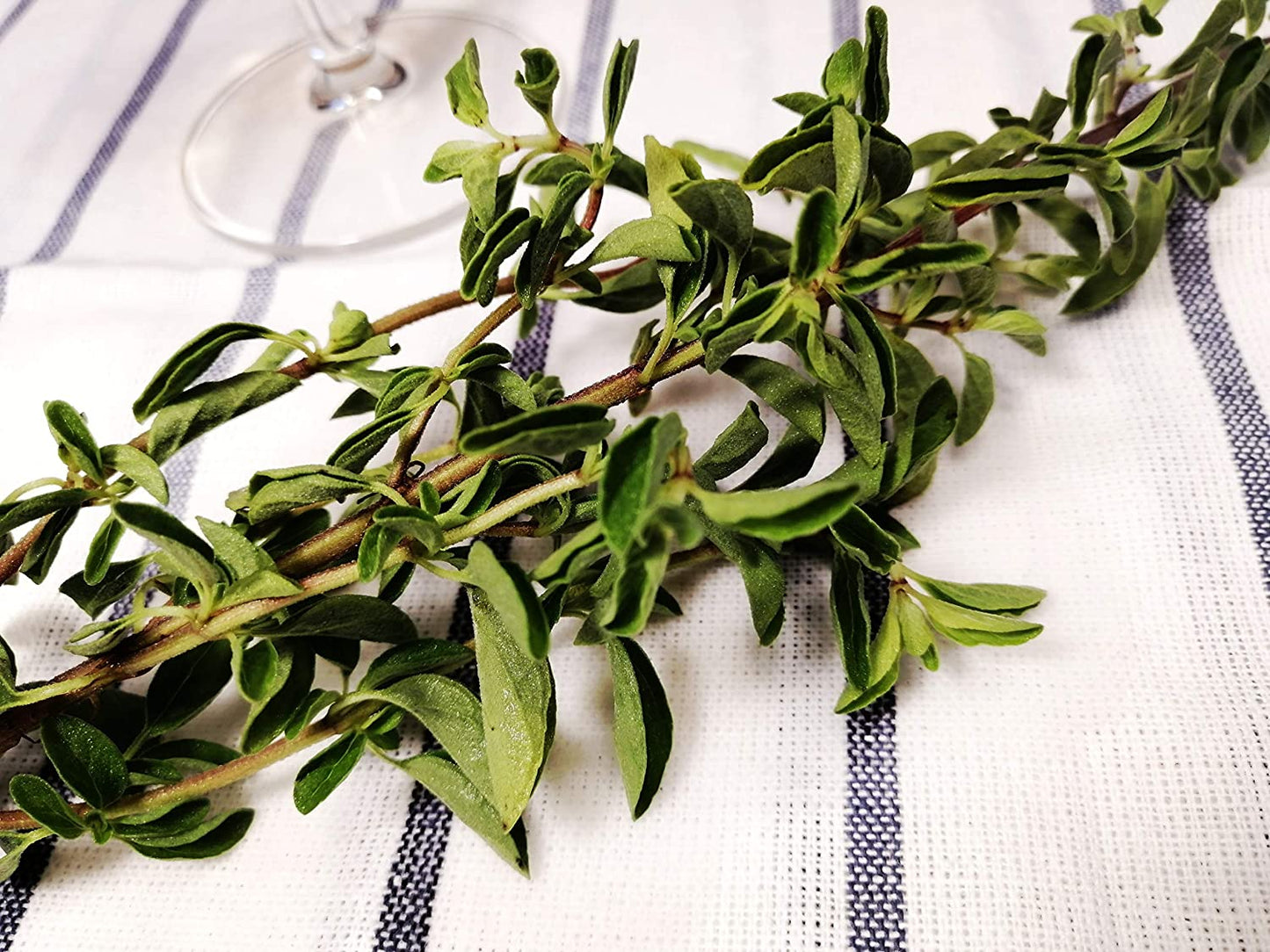Origan Vulgare Centuple Heirloom 1000 Graines - Origanum vulgare, Herbe à Pizza Sans OGM, pour la Cuisine Italienne
