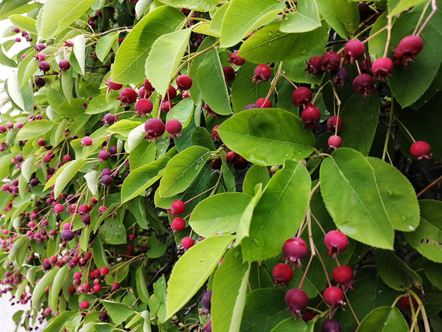 Amélanchier Baie de juin Baie de juin 20 graines - Shadblow, Shadbush ou Saskatoon Berry Arbuste fruitier indigène du Canada et des États-Unis, cultivé, emballé et expédié en Ontario au Canada