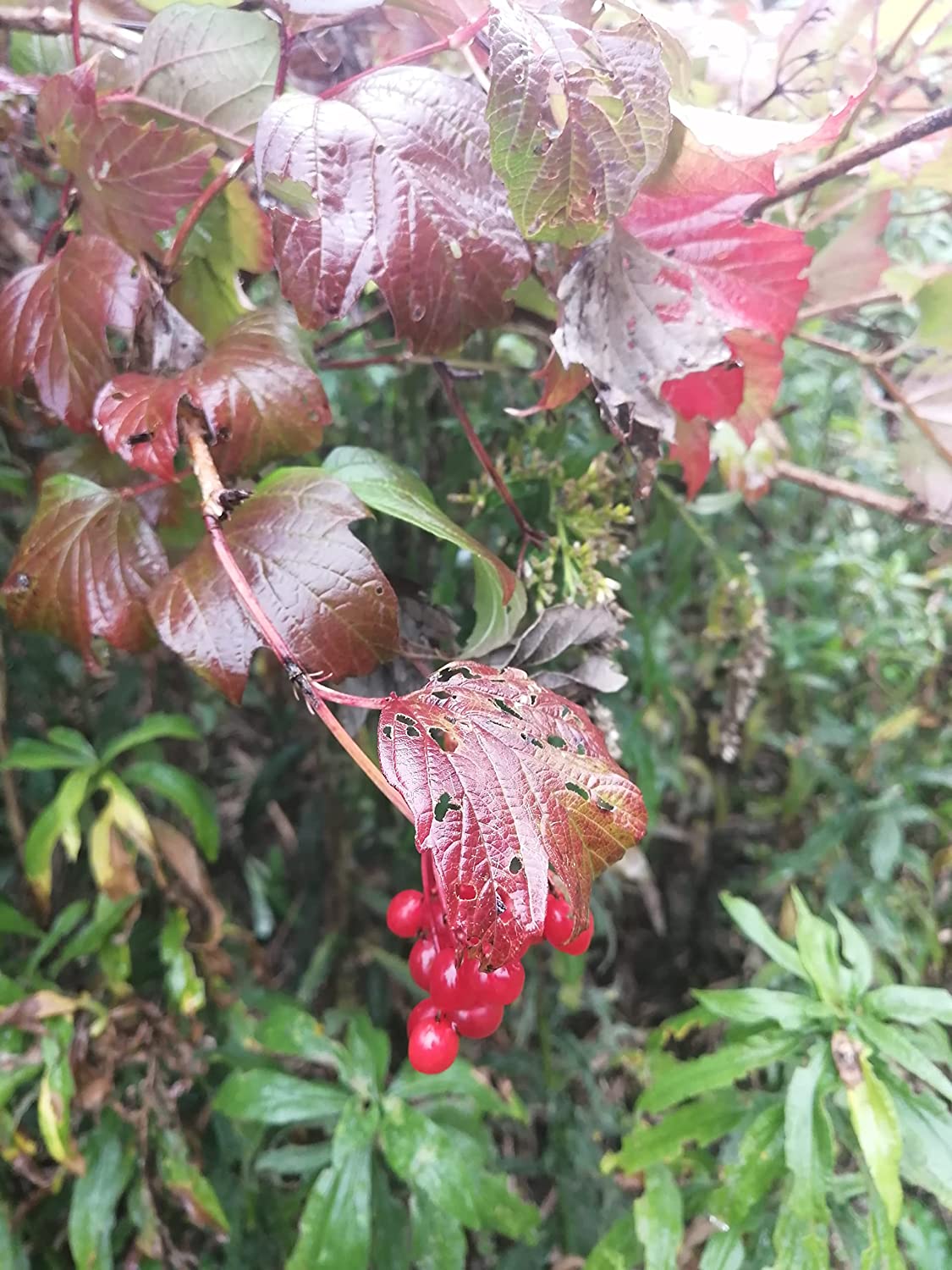 Viburnum opulus VAR. americanum Arbuste indigène d'Amérique du Nord, Viburnum opulus 10 graines