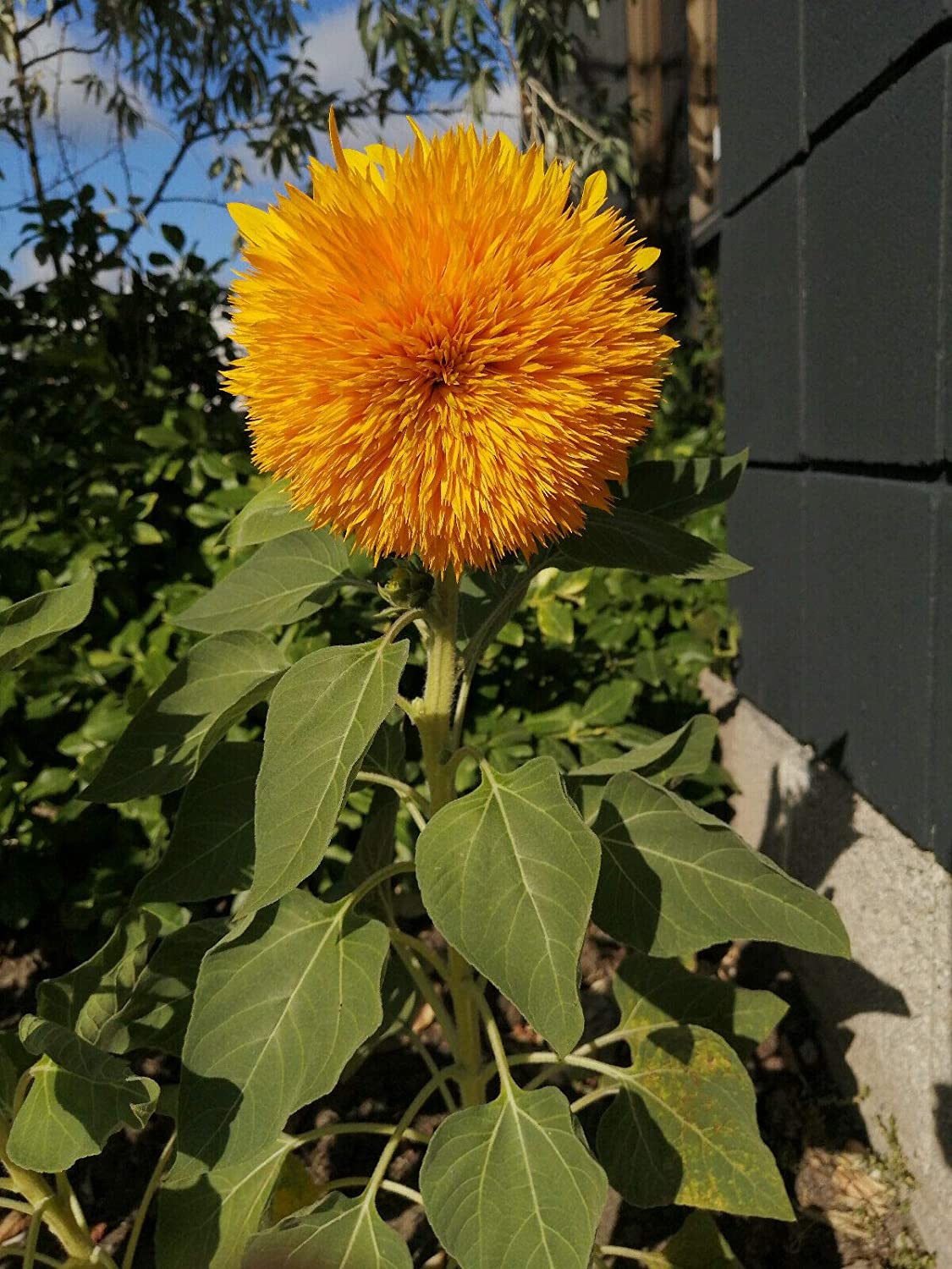Tournesol nain Teddy Bear 50 graines de fleurs - Helianthus annus Attire les abeilles et les oiseaux