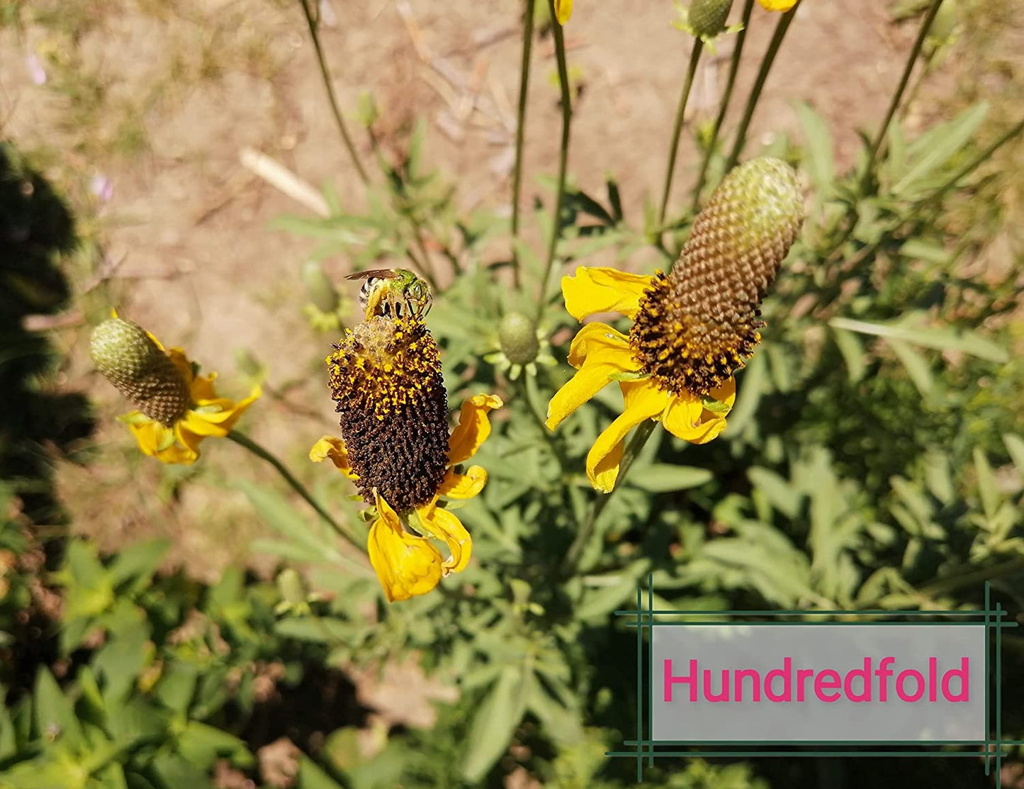 Échinacée jaune dressée 500 graines - Ratibida columnifera Fleur de cône à longue tête indigène des prairies des États-Unis et du Canada