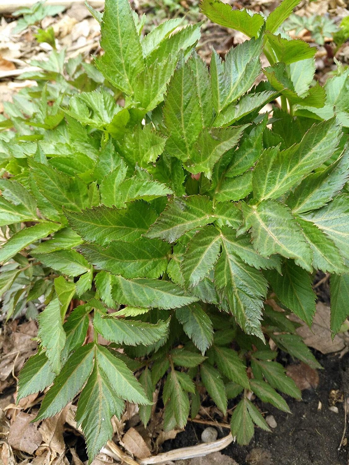 100 graines de livèche au centuple - Levisticum officinale Saveur de céleri et de persil résistante au froid, racines utilisées comme légume, graines comme épice, emballées et expédiées au Canada