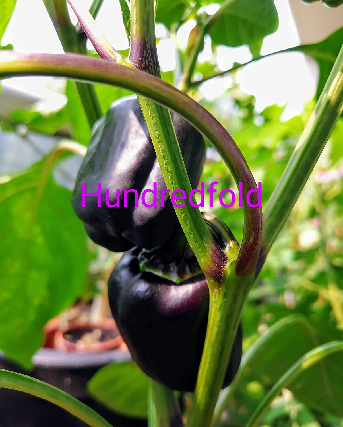 30 graines de poivrons doux Purple Beauty biologiques Hundredfold - Capsicum annuum Sans OGM, contenant et lit surélevé, cultivez vos propres aliments, emballés et expédiés au Canada