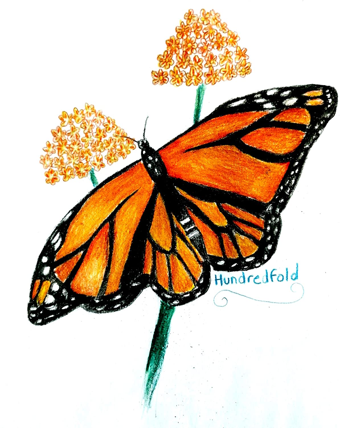 Hundredfold Swamp Milkweed 20 Perennial Flower Seeds - Asclepias incarnata, Rose Milkweed, Canada Native, Host Plant for Monarch Butterfly Larvae, Tolerate Wet Soils, Butterfly Garden Staple