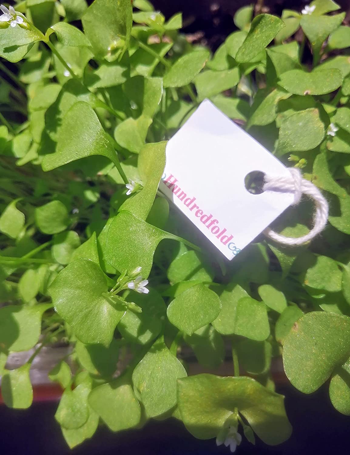 Hundredfold Claytonia Miner’s Lettuce 1000 Seeds – Claytonia perfoliata Miners Lettuce Winter Purslane, Cold-Hardy Salad Green with Crunchy Texture Leafs