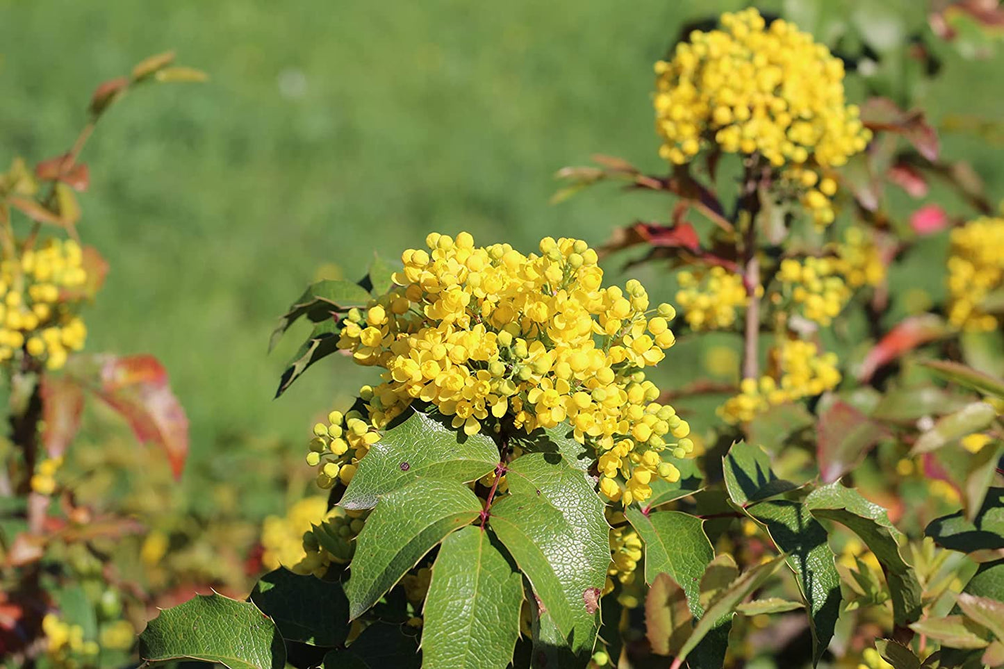 Mahonia aquifolium - 20 graines - Petit arbuste à feuilles persistantes indigène du Canada, excellent pour la faune, petite cour ou conteneur