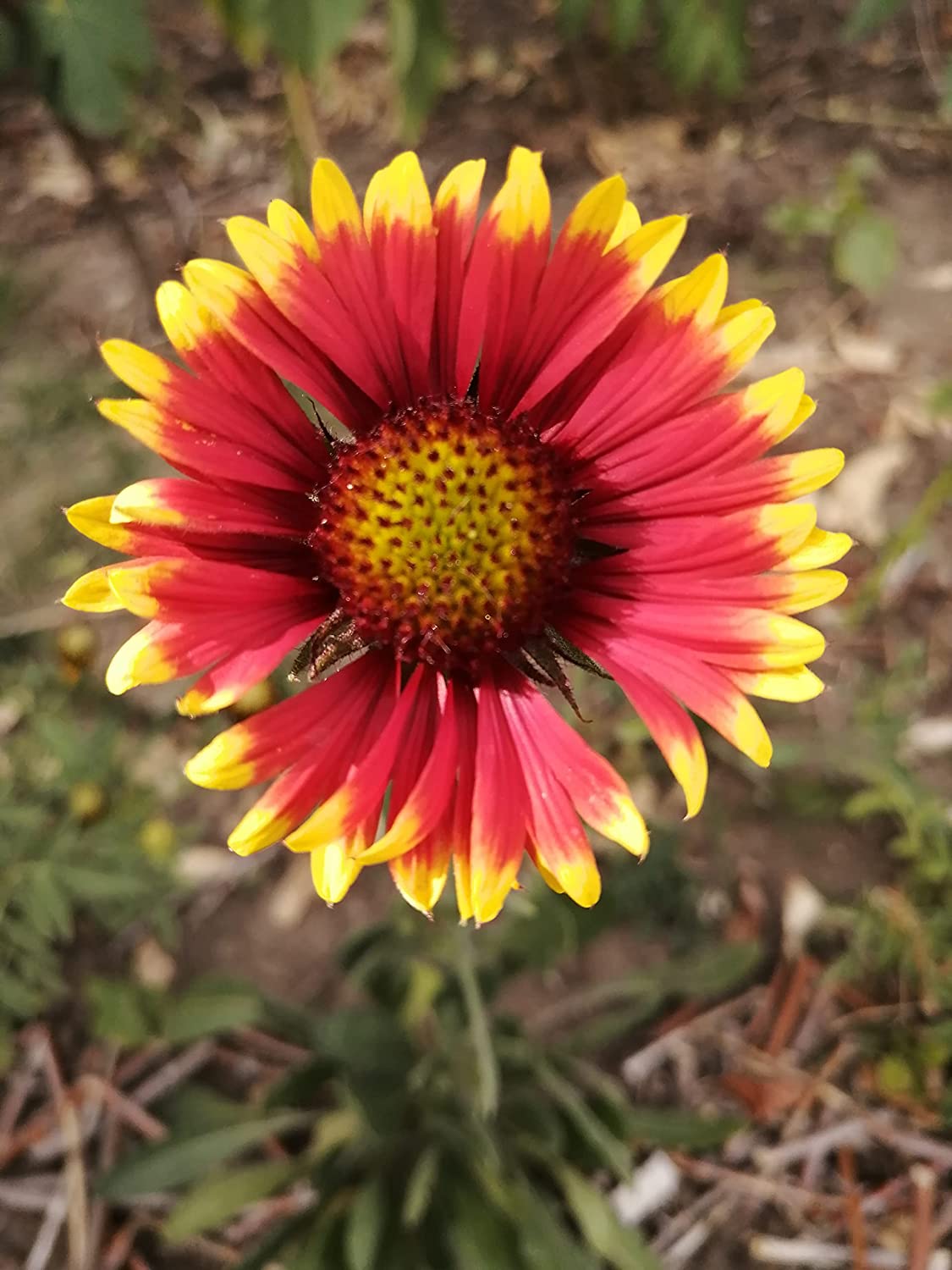 Hundredfold Burgundy Gaillardia 100 Seeds Gaillardia aristata Blanke Hundredfold Canada