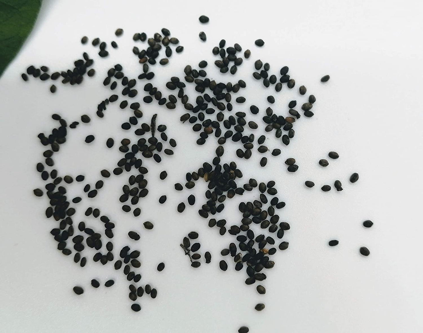 Sarriette d'été au centuple 2000 graines - Satureja hortensis Heirloom Herbe culinaire aromatique sans OGM