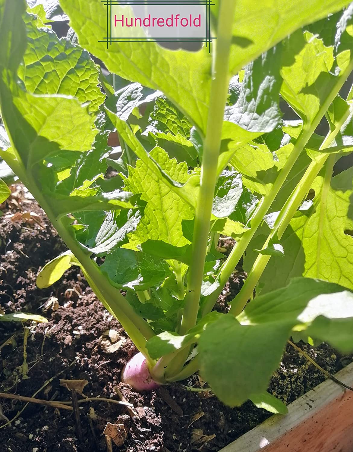 Purple Top White Globe Turnip 400 Vegetable Seeds for Planting - Brassica rapa Non-GMO Heirloom Grow-Your-Own Grow Your Own Survival Food, Fresh Seeds Can Be Stored for 4 Years, Excellent for Microgreen