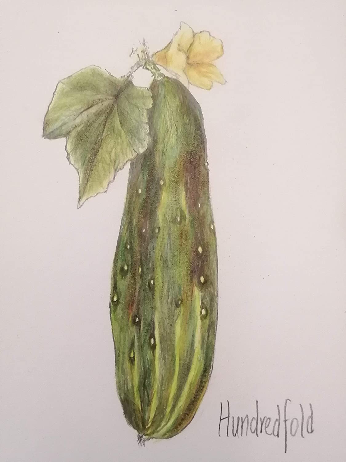 Concombre à trancher à pollinisation libre Hundredfold Marketmore 76 50 graines de légumes - Cucumis sativus Sans OGM, saveur classique et rendement élevé