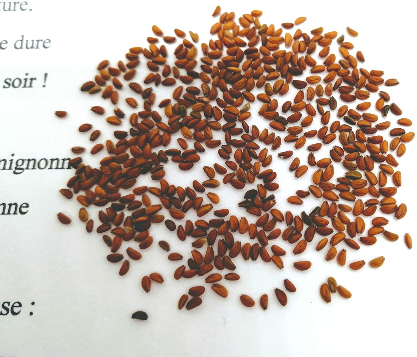 Cresson de jardin au centuple 1000 graines d'herbes - Lepidium sativum Cresson frisé sans OGM, micro-pousse épicée ou pousse de cresson