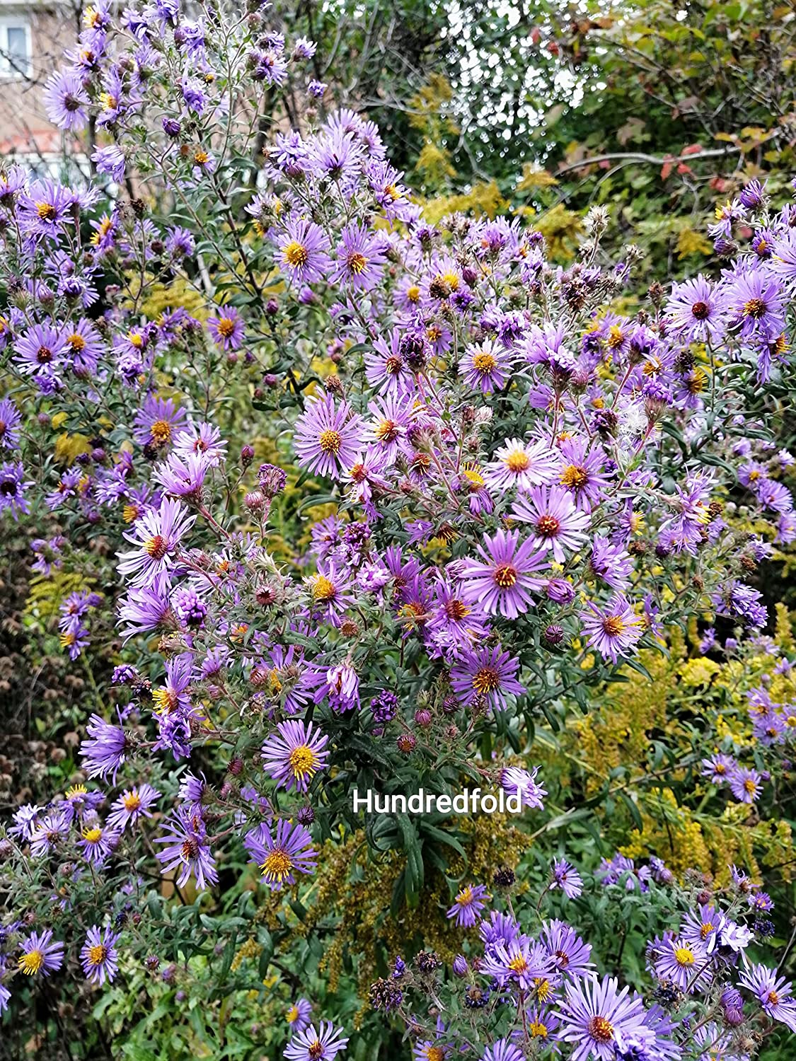 Cent fois 100 graines d'aster de Nouvelle-Angleterre - Symphyotrichum novae-angliae Source de nectar de fleur sauvage indigène du Canada pour les papillons monarques et les abeilles, aliment de base du jardin d'automne