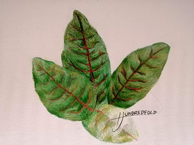 Hundredfold Red Vein Sorrel 500 Herb & Vegetable Seeds - Rumex sanguineus Red-veined Sorrel, Bloody Dock
