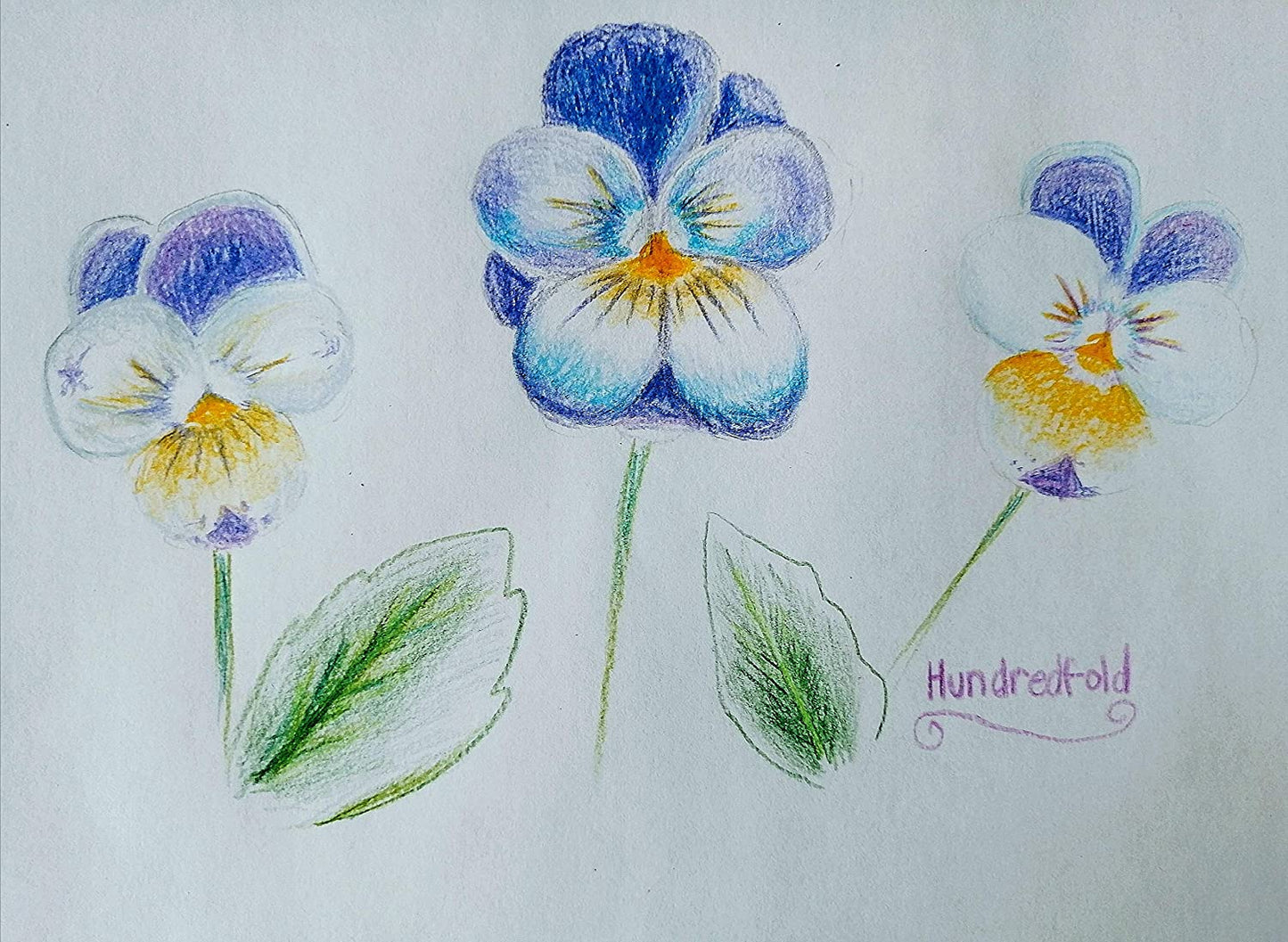 Johnny-Jump-Up 100 graines - Viola Tricolor Pensée de coeur sans OGM, Pensée sauvage, Fleurs comestibles