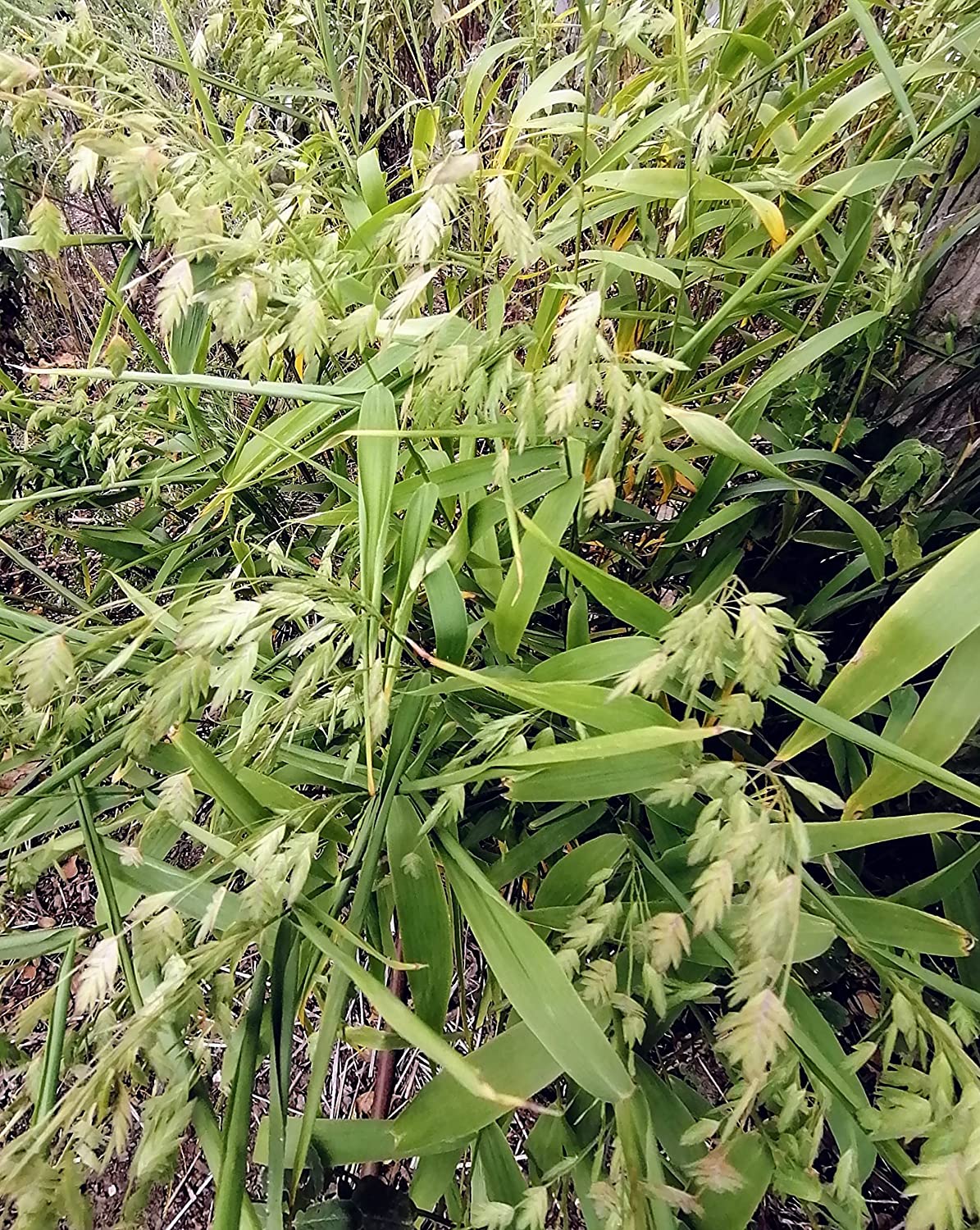 Hundredfold 100 River Oats Seeds - Chasmanthium latifolium Canada Native Grass Flathead Oats, Upland Oats, Erosion Control and Ornamental Planting