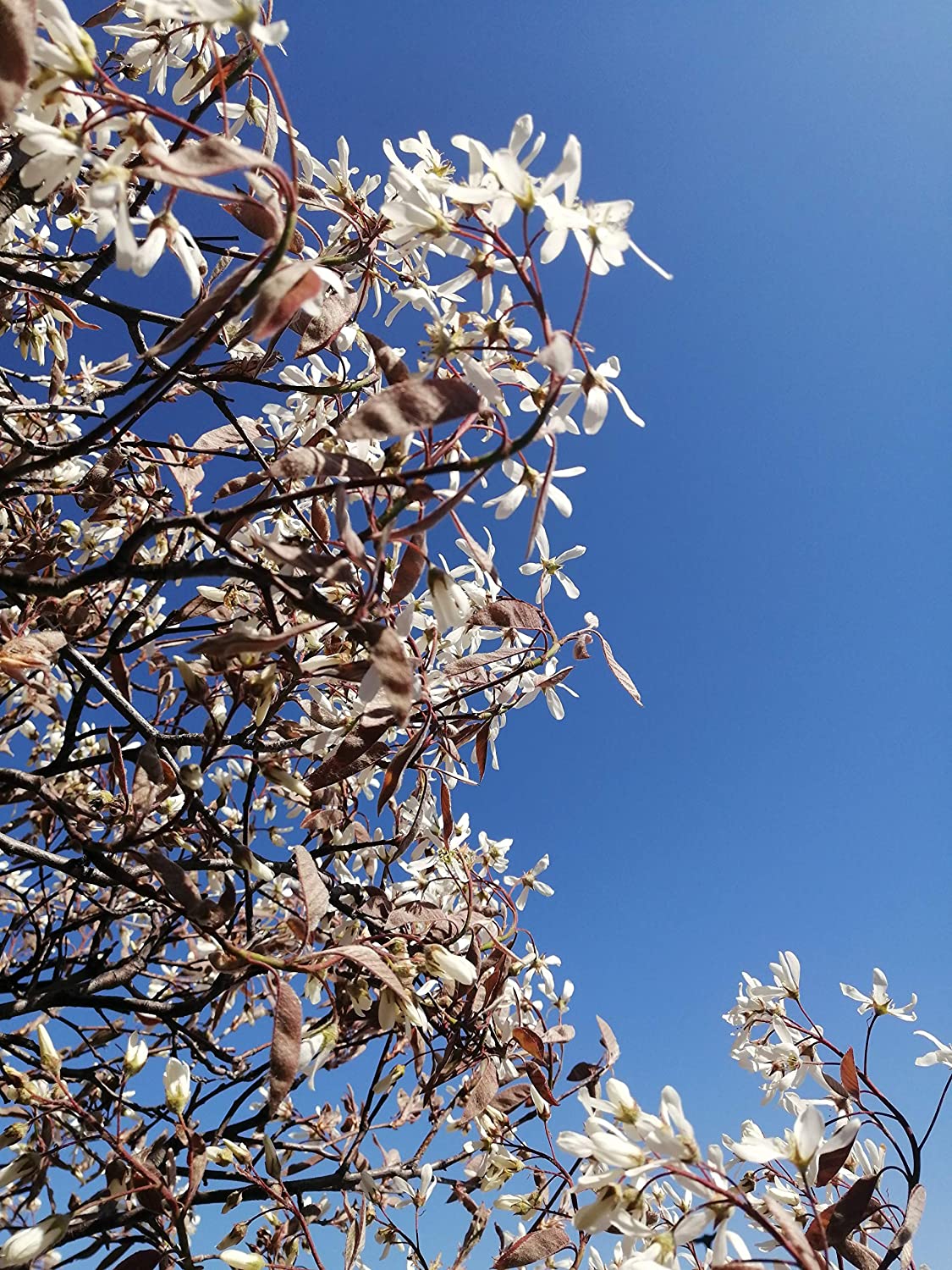 Amélanchier Baie de juin Baie de juin 20 graines - Shadblow, Shadbush ou Saskatoon Berry Arbuste fruitier indigène du Canada et des États-Unis, cultivé, emballé et expédié en Ontario au Canada