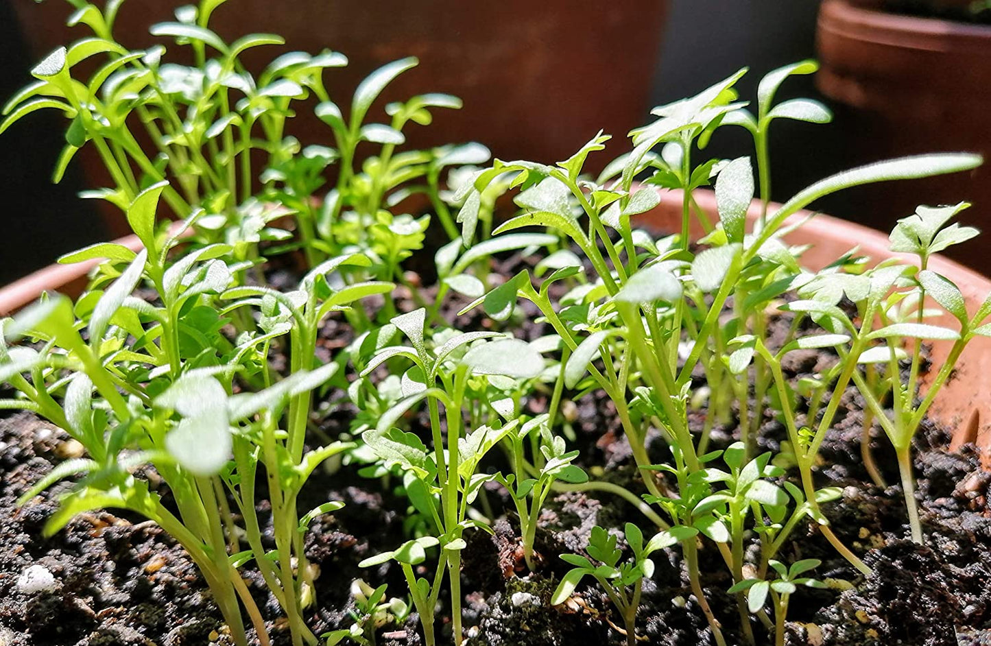 Cresson de jardin au centuple 1000 graines d'herbes - Lepidium sativum Cresson frisé sans OGM, micro-pousse épicée ou pousse de cresson