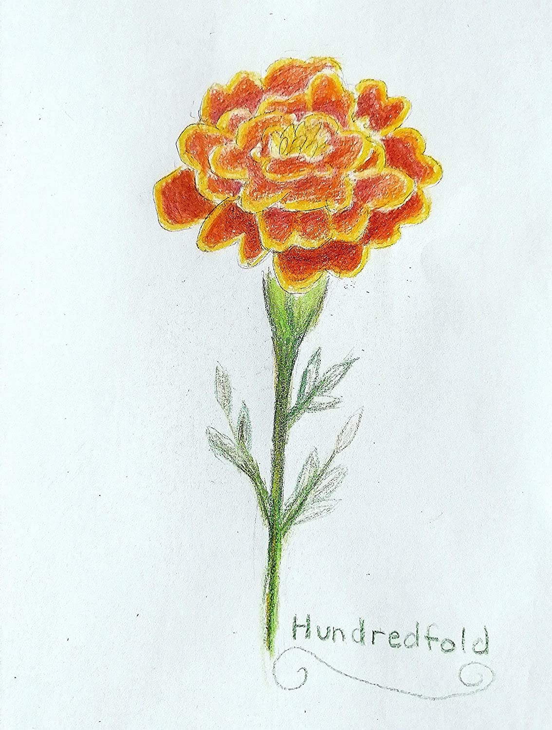 Mélange de brocart centuple 200 graines de souci français - Tagetes patula, comme excellente plante compagne pour le chou frisé, la tomate et le concombre