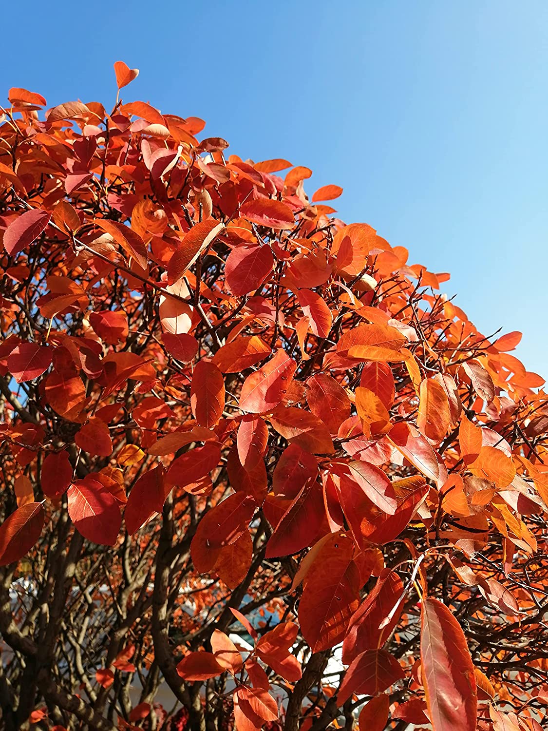 Amélanchier Baie de juin Baie de juin 20 graines - Shadblow, Shadbush ou Saskatoon Berry Arbuste fruitier indigène du Canada et des États-Unis, cultivé, emballé et expédié en Ontario au Canada