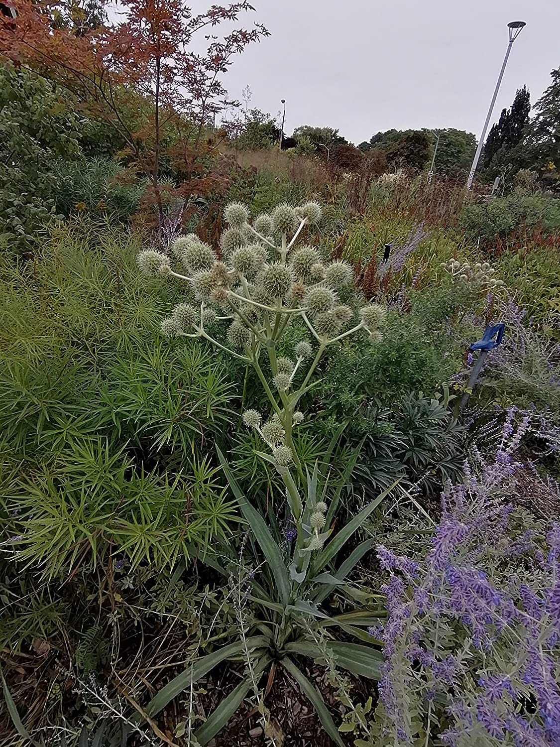 Hundredfold Rattlesnake Master 500 Flower Seeds - Eryngium yuccifolium Canada Native Perennial Forb Beargrass, Button Sankeroot, Button Eryngo