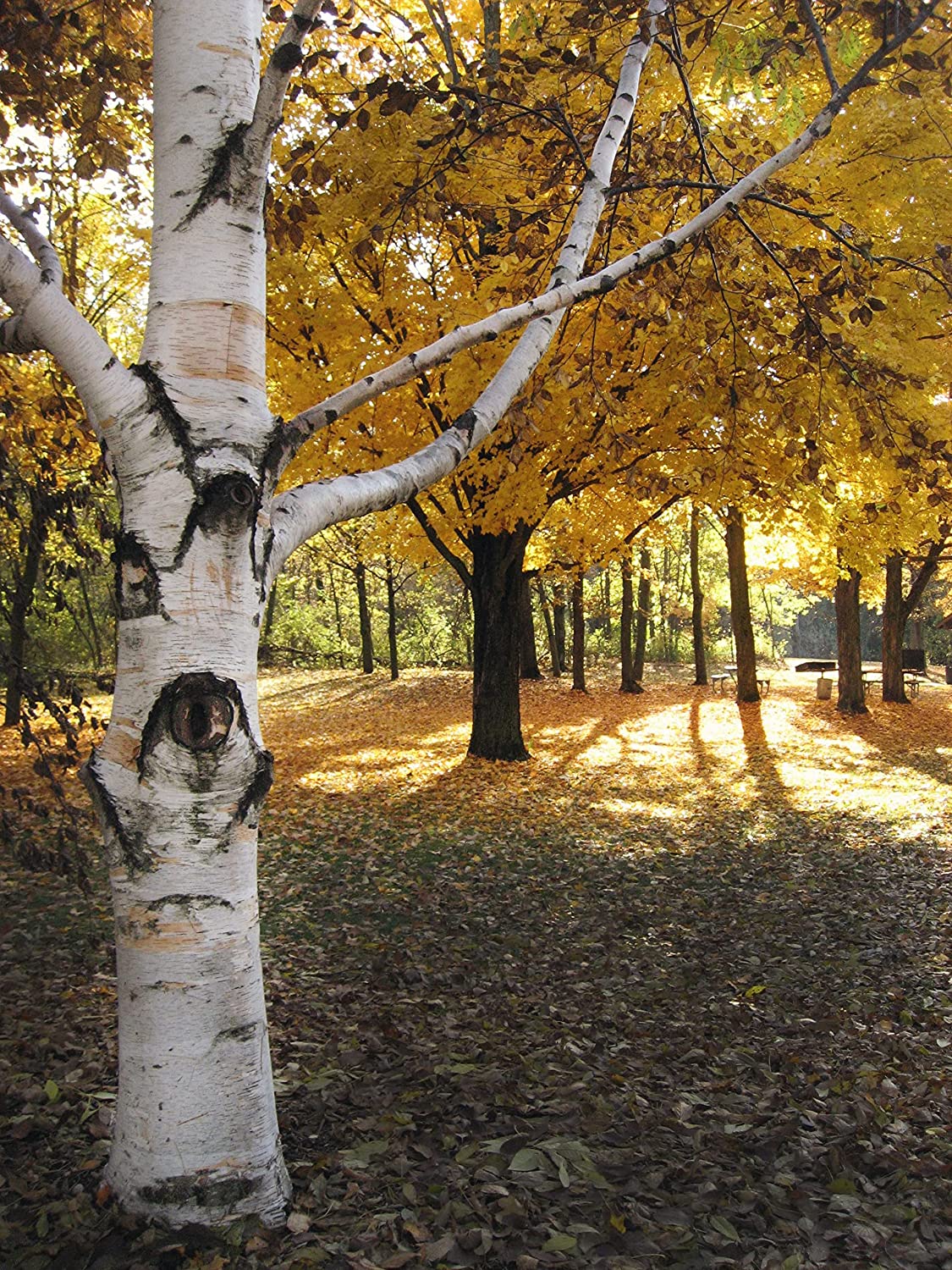 Bouleau à papier 50 graines - Betula papyrifera Bouleau blanc américain, bouleau à canoë Arbre indigène au Canada et aux États-Unis, excellent pour l'aménagement paysager et le reboisement