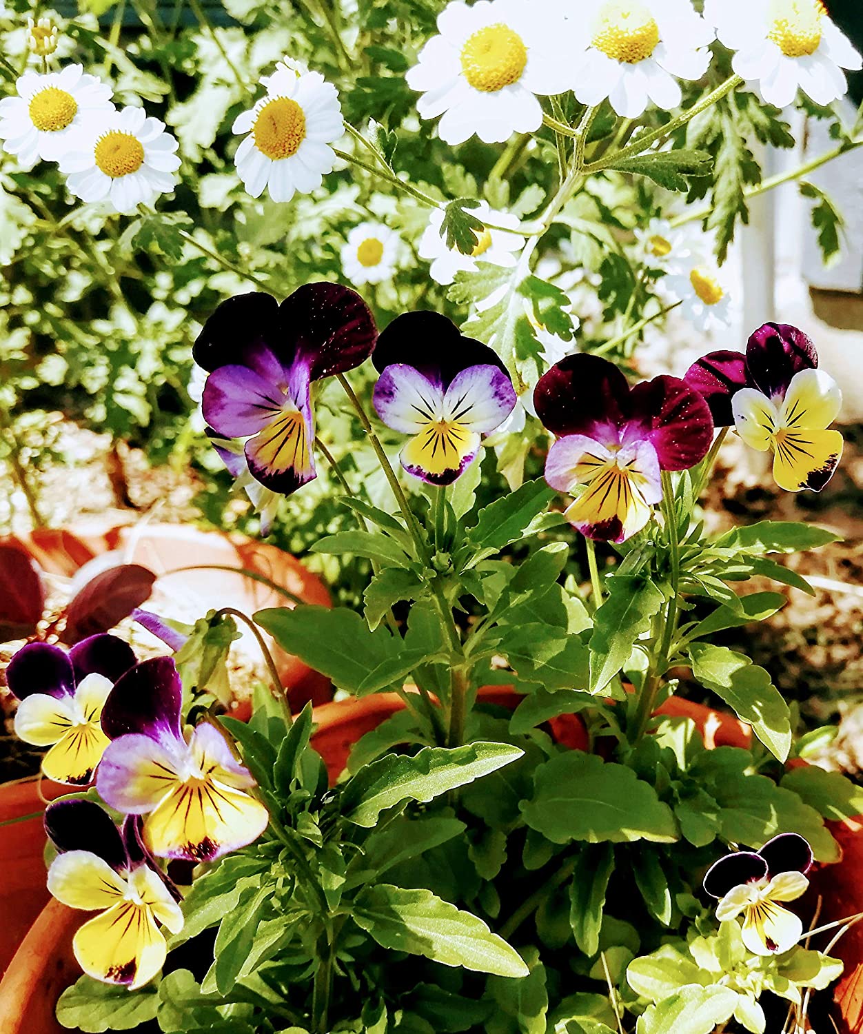 Johnny-Jump-Up 100 graines - Viola Tricolor Pensée de coeur sans OGM, Pensée sauvage, Fleurs comestibles