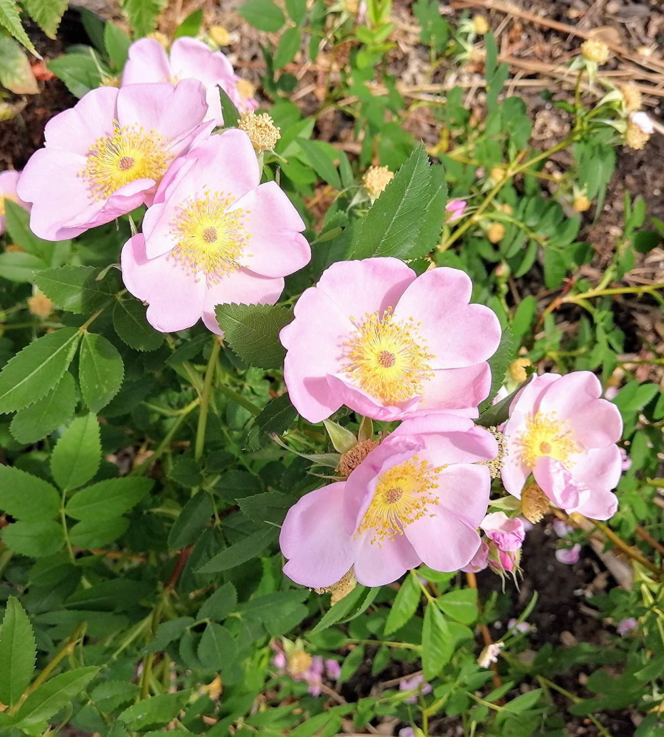 prairie rose seeds Wild Pink Swamp Rose Seeds (10) – Rosa palustris, Native Ontario Flowe – Hundredfold Canada
