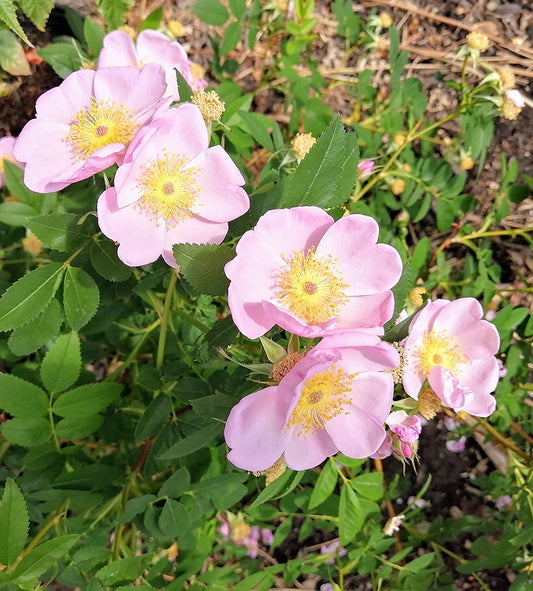 Close-up of blooming pink swamp roses with yellow centers in the Hundredfold trial garden, showcasing their classic wild rose form.