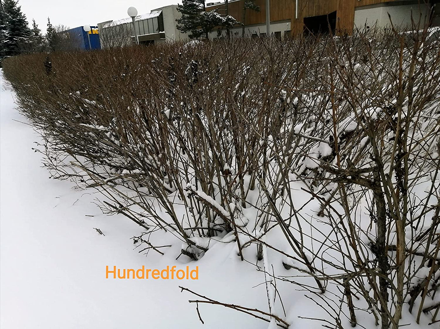 Common Ninebark 30 Seeds - Physocarpus opulifolius North America Native Shrub Low-Maintenance Landscaping Bush