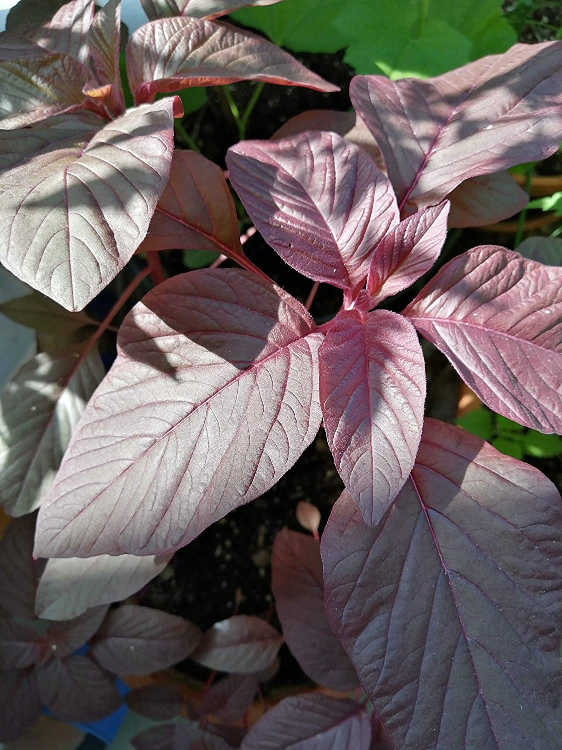 Amarante grenat calaloo rouge 1000 graines - Épinard chinois, Yin Choy, Amaranthus tricolor