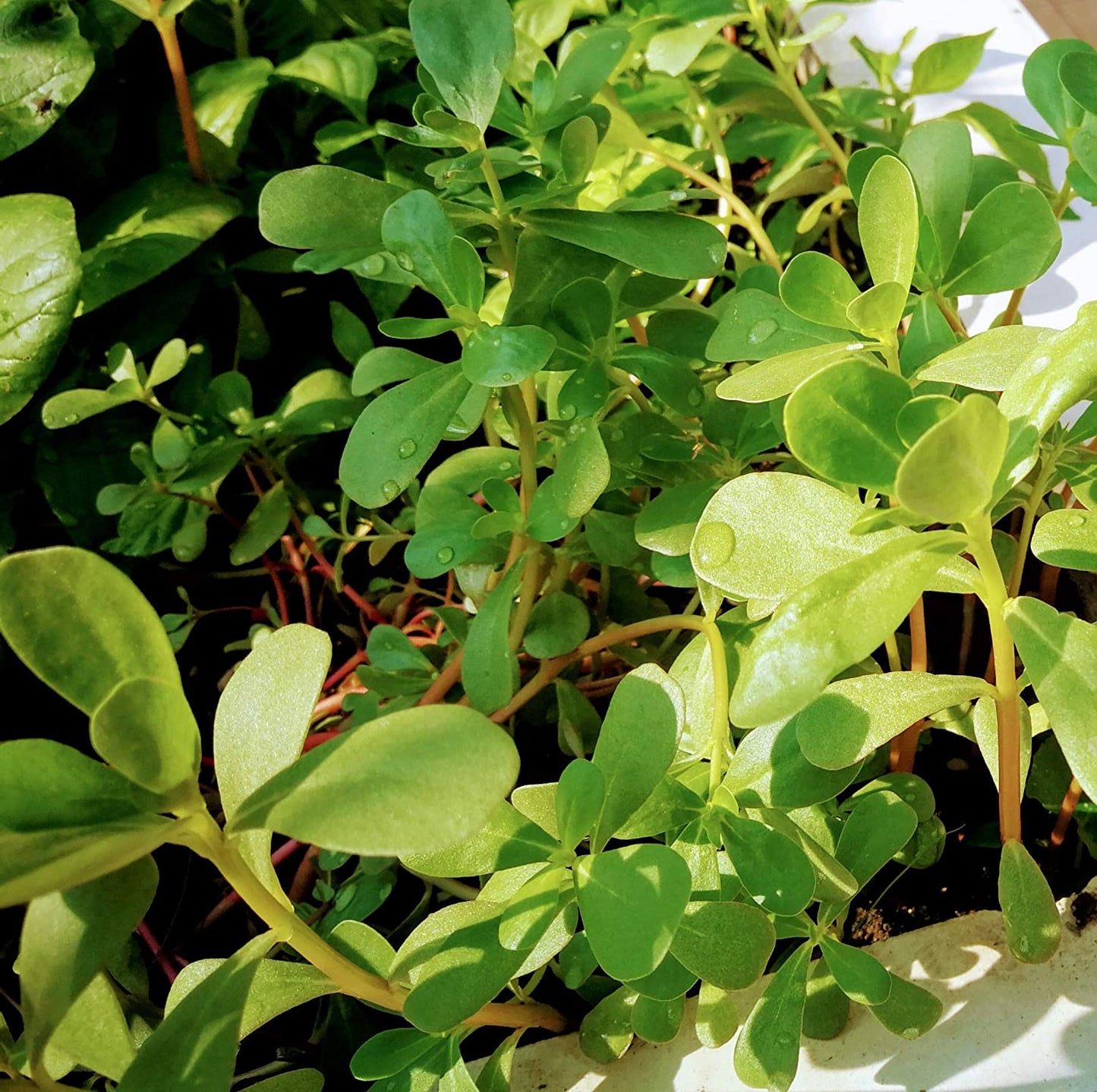 Hundredfold Green Common Purslane 1000 Seeds - Non-GMO Pursley, Red Gruner, Portulaca oleracea Vegetable & Herb