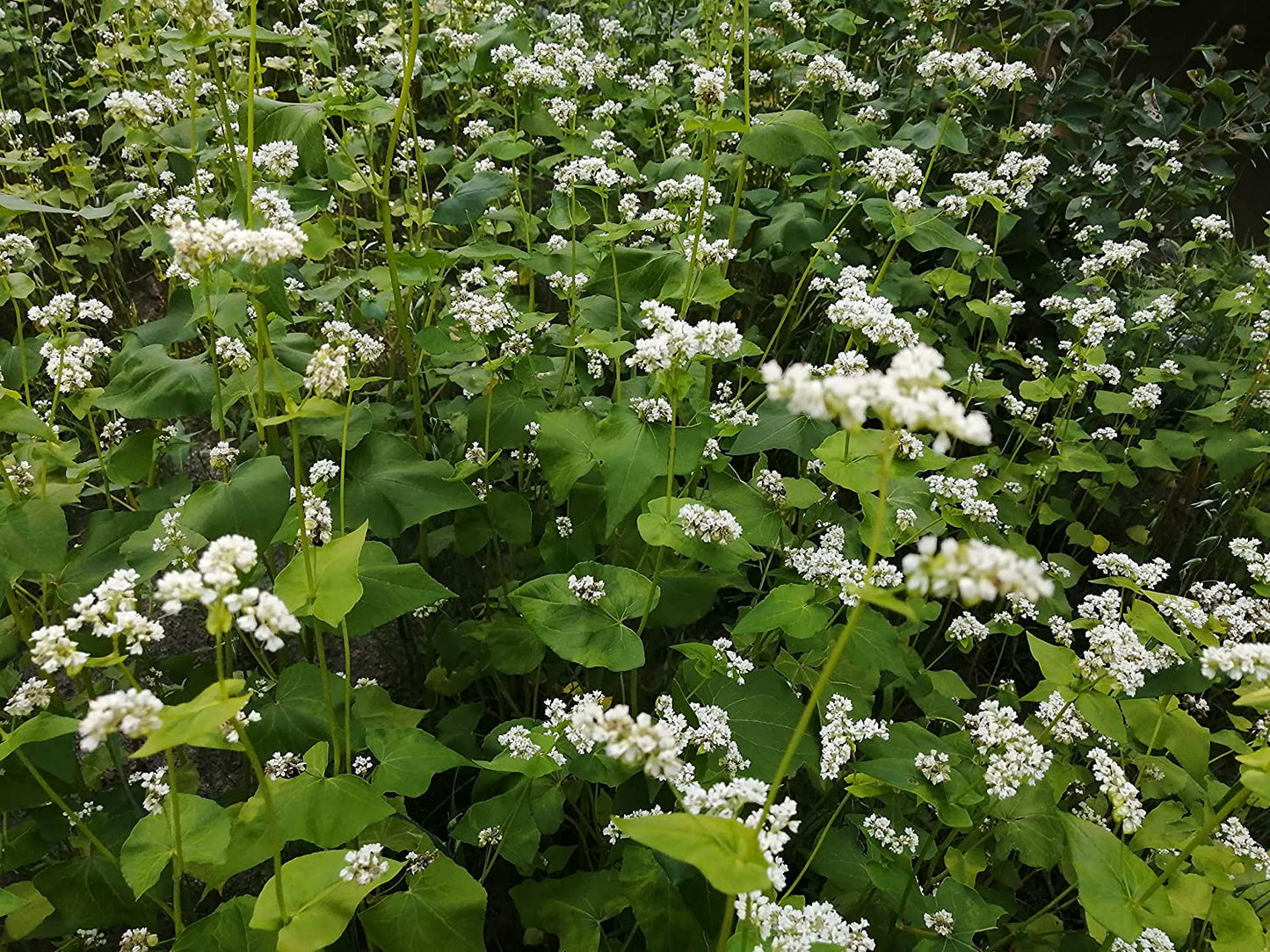 Graines de sarrasin commun biologiques au centuple - Fagopyrum sagittatum pour culture de couverture, gibier à plumes et parcelle de nourriture pour cerfs (4 livres)