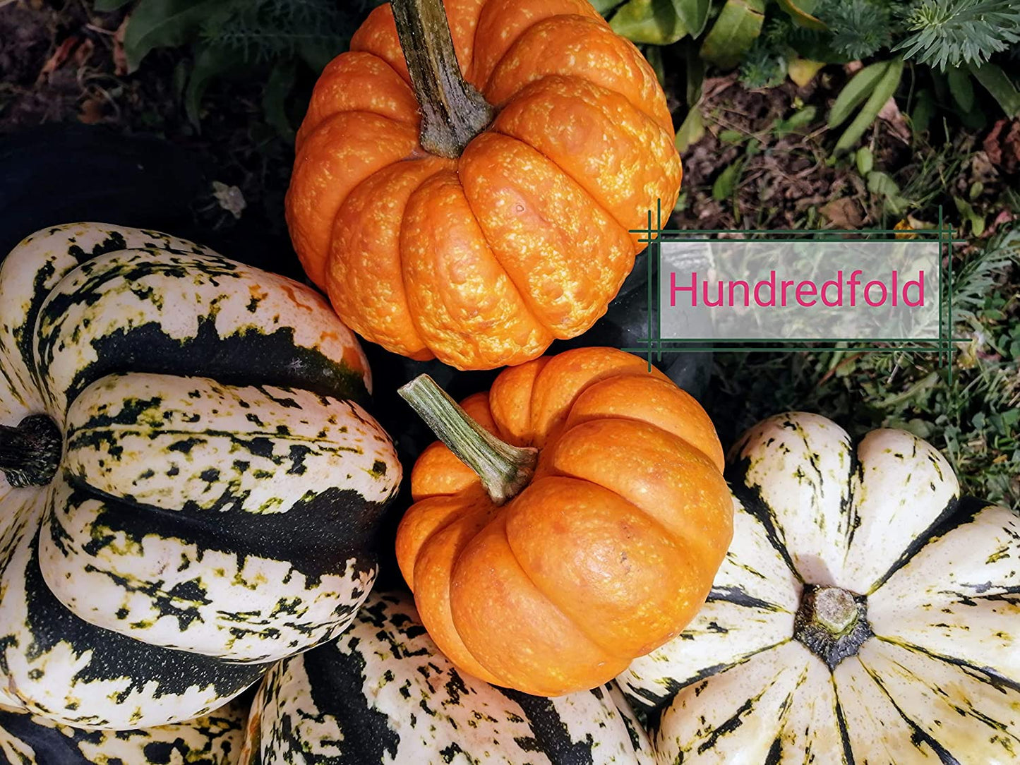 Courge d'hiver Sweet Dumpling 30 graines - Cucurbita Pepo Courge Delicata sans OGM pour la plantation dans le jardin et la cour