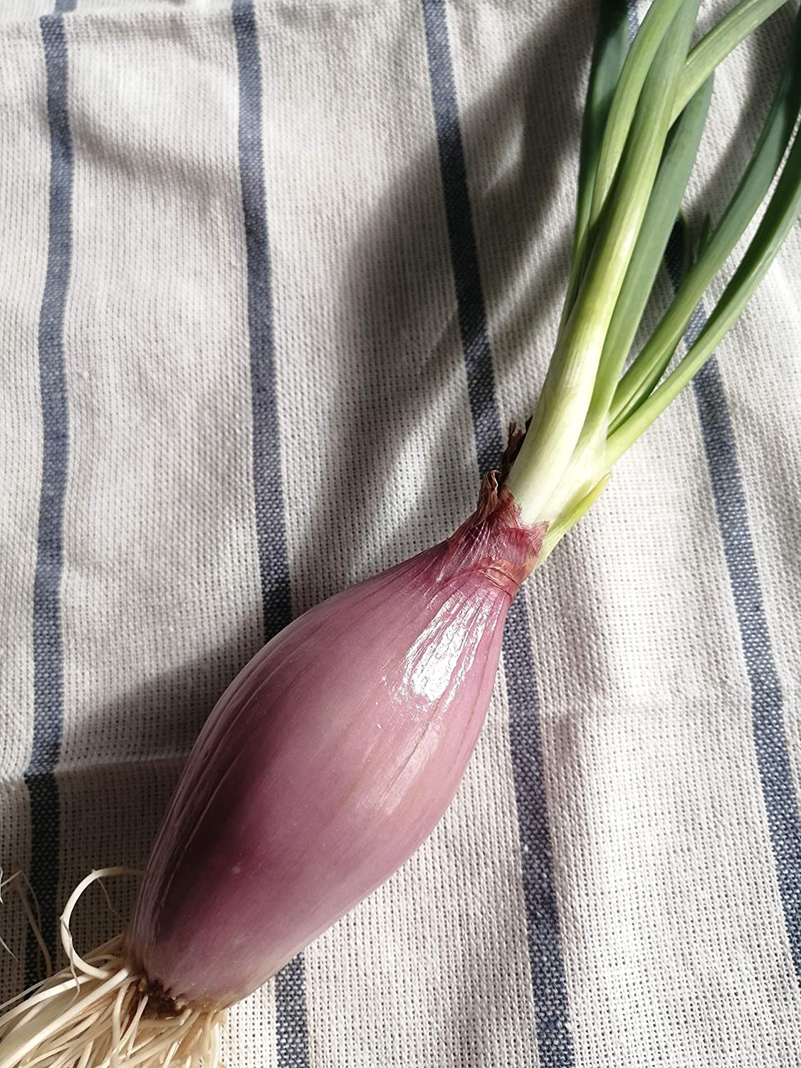 Hundredfold Italian Heirloom Torpedo Red Onion 100 Vegetable Seeds - Allium cepa, Non-GMO Rossa Lunga di Tropea, Sweet and Mild Taste