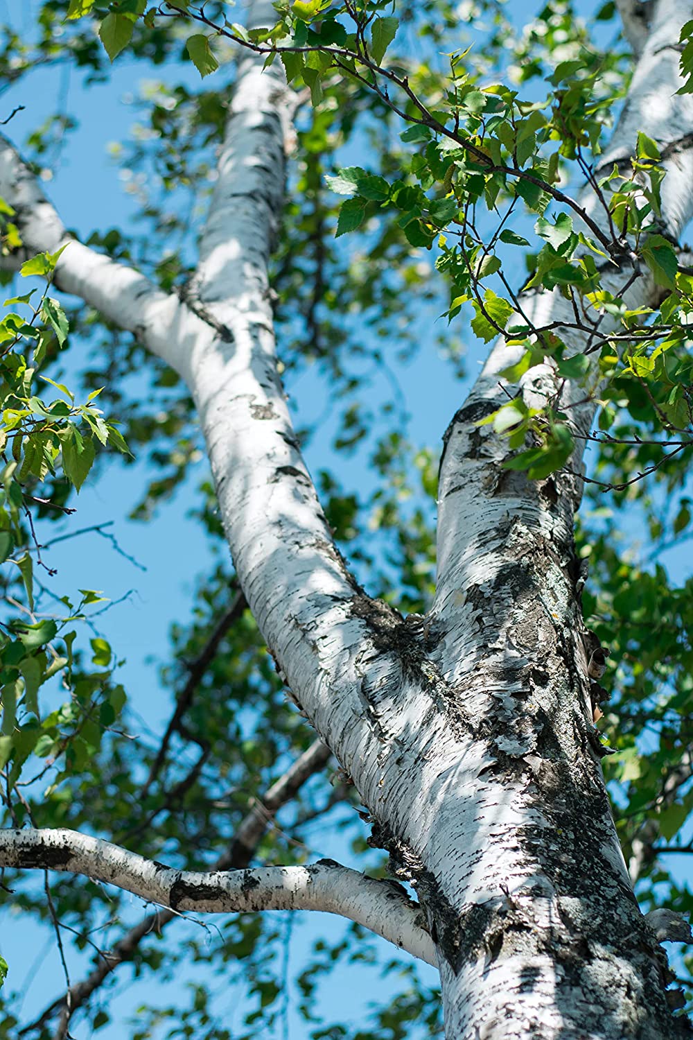 Bouleau à papier 50 graines - Betula papyrifera Bouleau blanc américain, bouleau à canoë Arbre indigène au Canada et aux États-Unis, excellent pour l'aménagement paysager et le reboisement