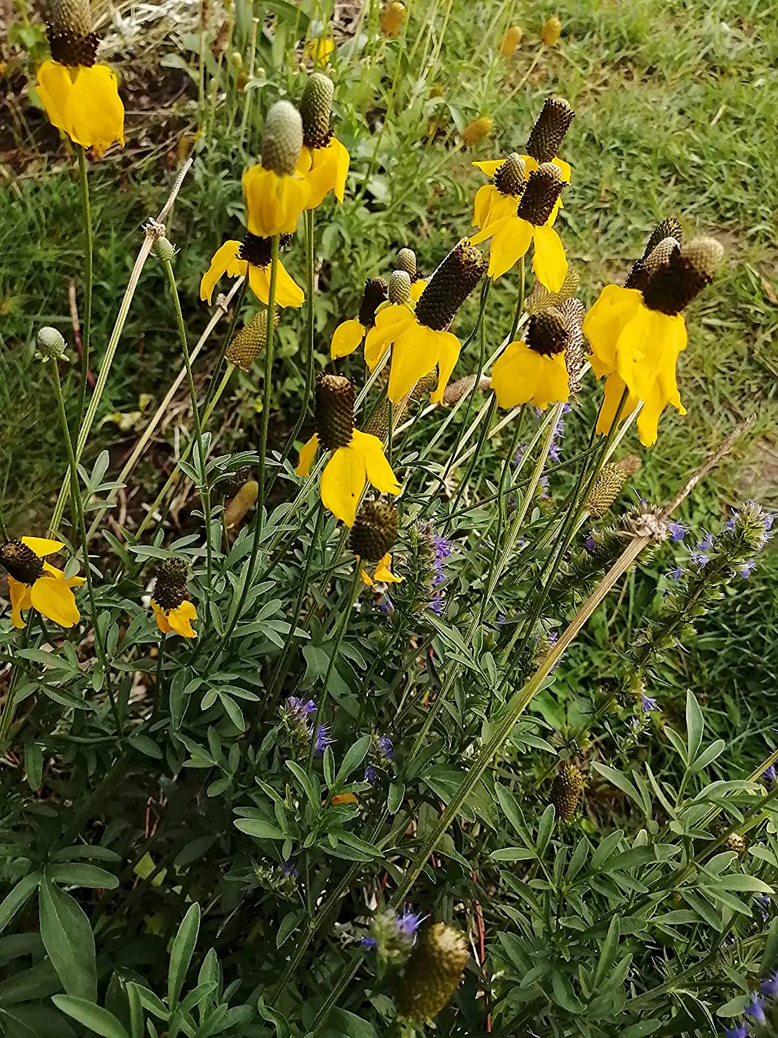 Échinacée jaune dressée 500 graines - Ratibida columnifera Fleur de cône à longue tête indigène des prairies des États-Unis et du Canada
