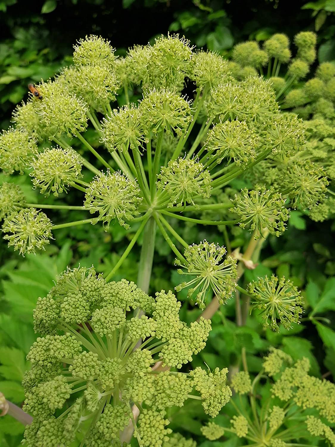 100 graines de livèche au centuple - Levisticum officinale Saveur de céleri et de persil résistante au froid, racines utilisées comme légume, graines comme épice, emballées et expédiées au Canada