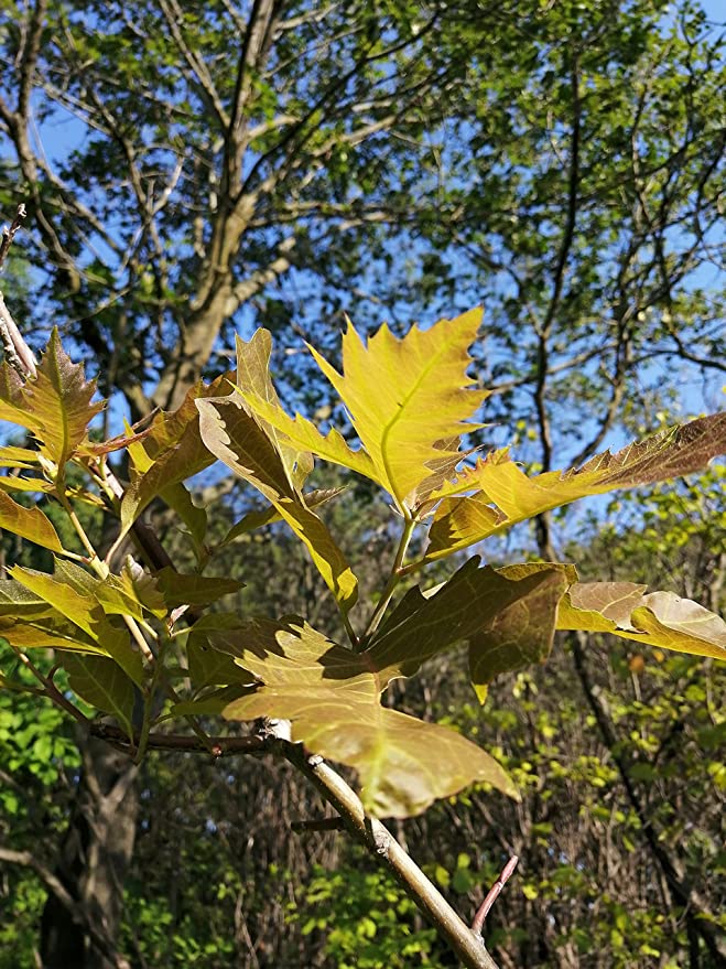 Young Northern Red Oak tree with fresh green leaves, growing in natural sunlight during early summer.