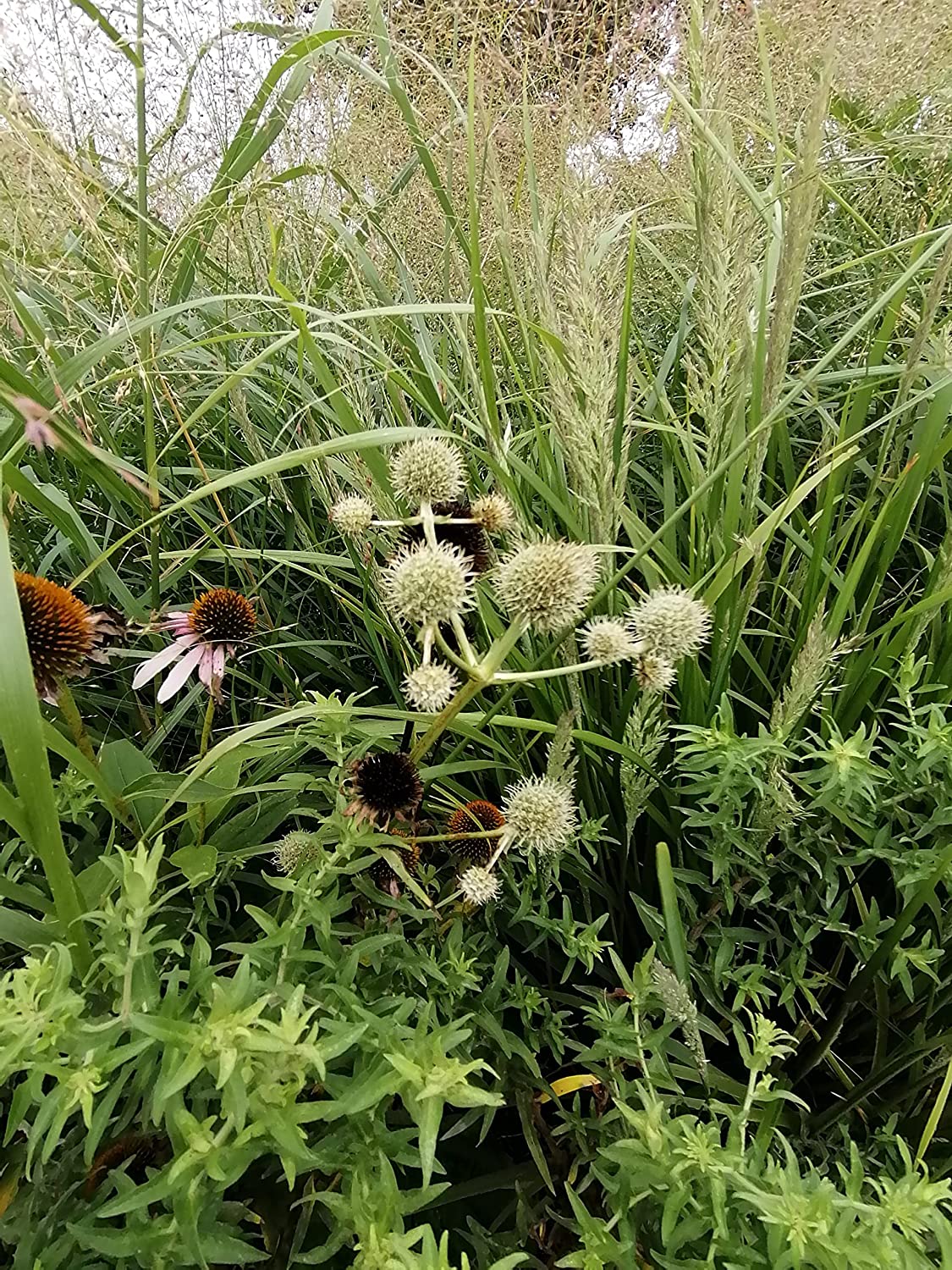 Hundredfold Rattlesnake Master 500 Flower Seeds - Eryngium yuccifolium Canada Native Perennial Forb Beargrass, Button Sankeroot, Button Eryngo