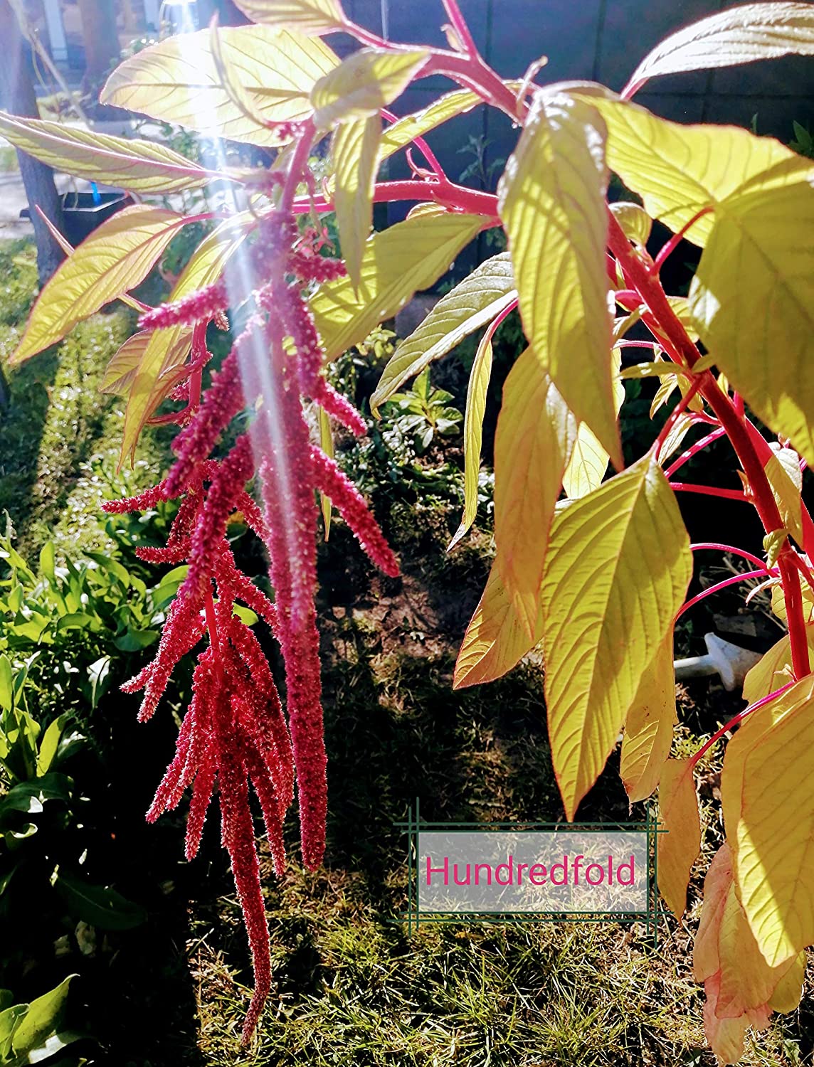 Cent fois l'amour se trouve en train de saigner Amarante 1000 graines – Amaranthus caudatus, Heirloom Tassel Flower
