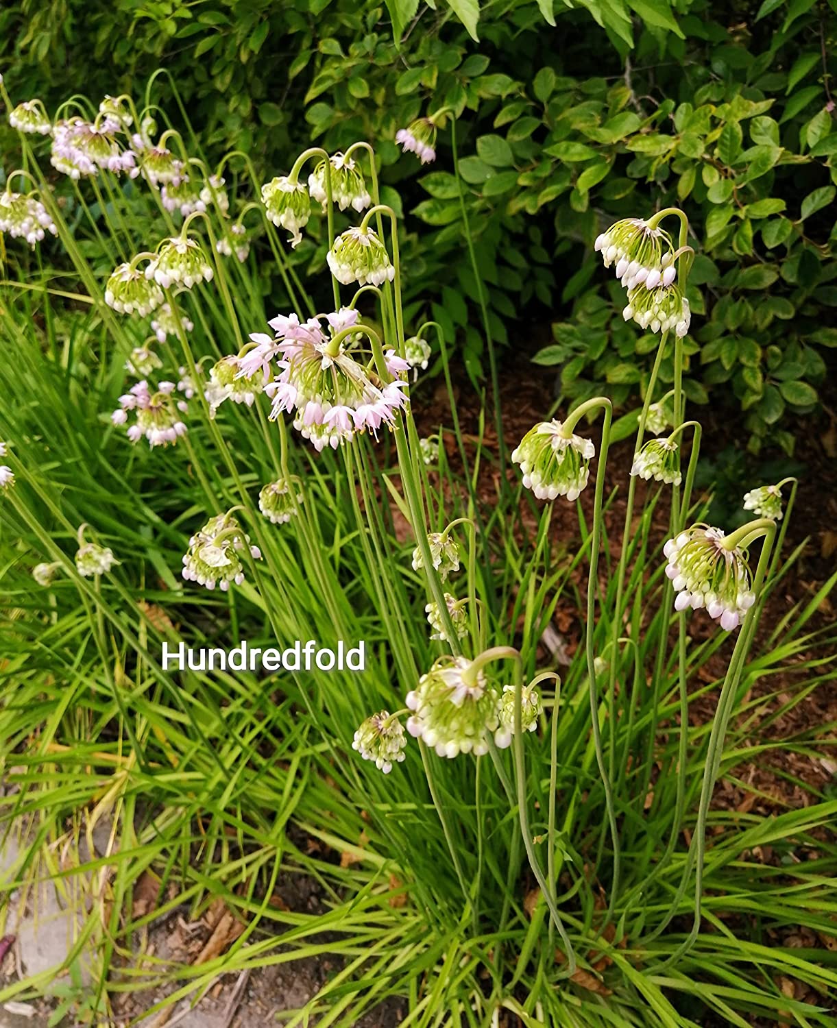 Nodding Wild Onion 100 Seeds - Allium cernuum Native Canada and USA Prairie Turf Forming Perennial Herb