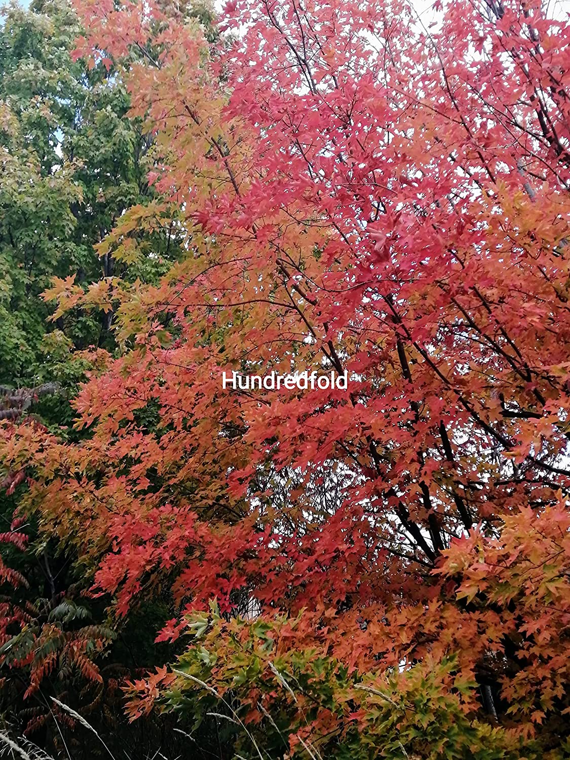 Sugar Maple Tree Seeds (10) – Acer saccharum | Ontario-Grown, Canada Native, Source of Maple Syrup, Hard Maple