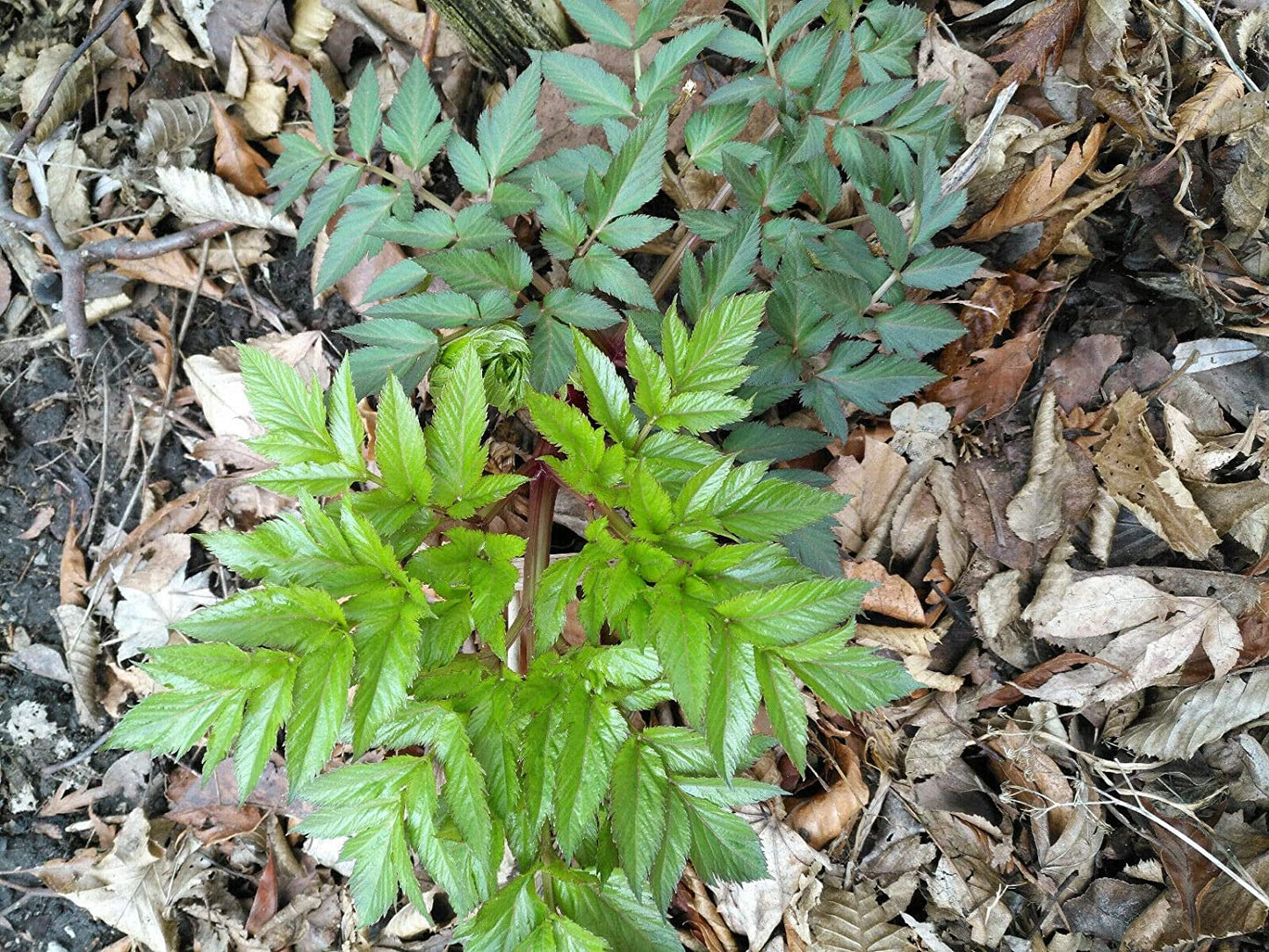 100 graines de livèche au centuple - Levisticum officinale Saveur de céleri et de persil résistante au froid, racines utilisées comme légume, graines comme épice, emballées et expédiées au Canada