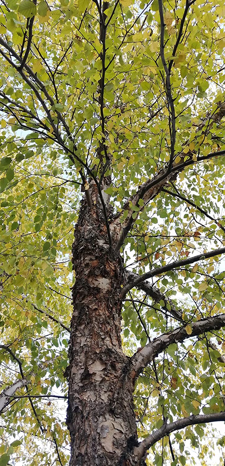 100 graines de bouleau de rivière Betula nigra - Bouleau indigène américain, bouleau rouge, bouleau d'eau, arbre indigène au Canada et aux États-Unis, excellent pour l'aménagement paysager et le reboisement
