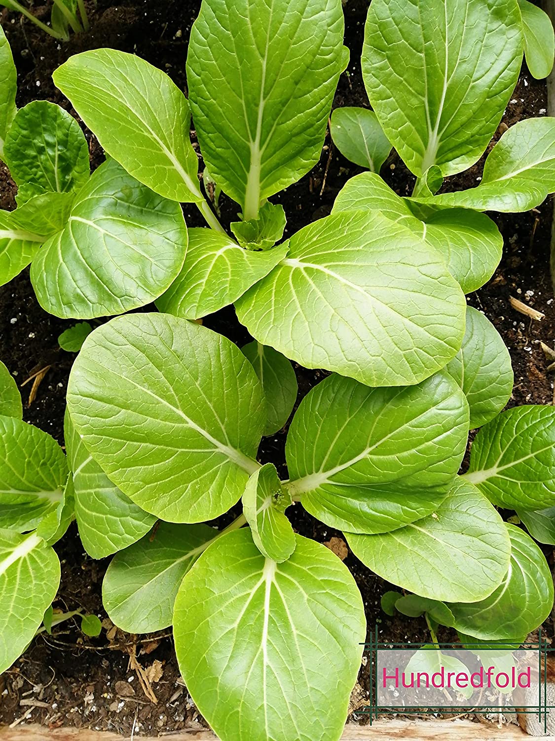White Stem Pak Choi 500 Seeds - Brassica rapa Non-GMO Pac Choi, Bok Choy, Baicai Asian Greens, Fast-Growing Vegetable, Great for Babyleaf and Mircogreen in Salad Mixes